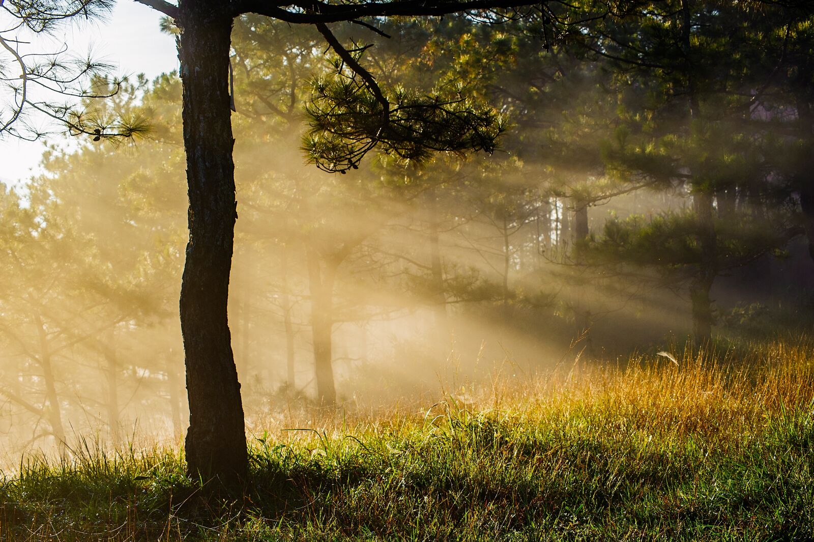 Nikon D700 sample photo. Forest, scenery, mist photography