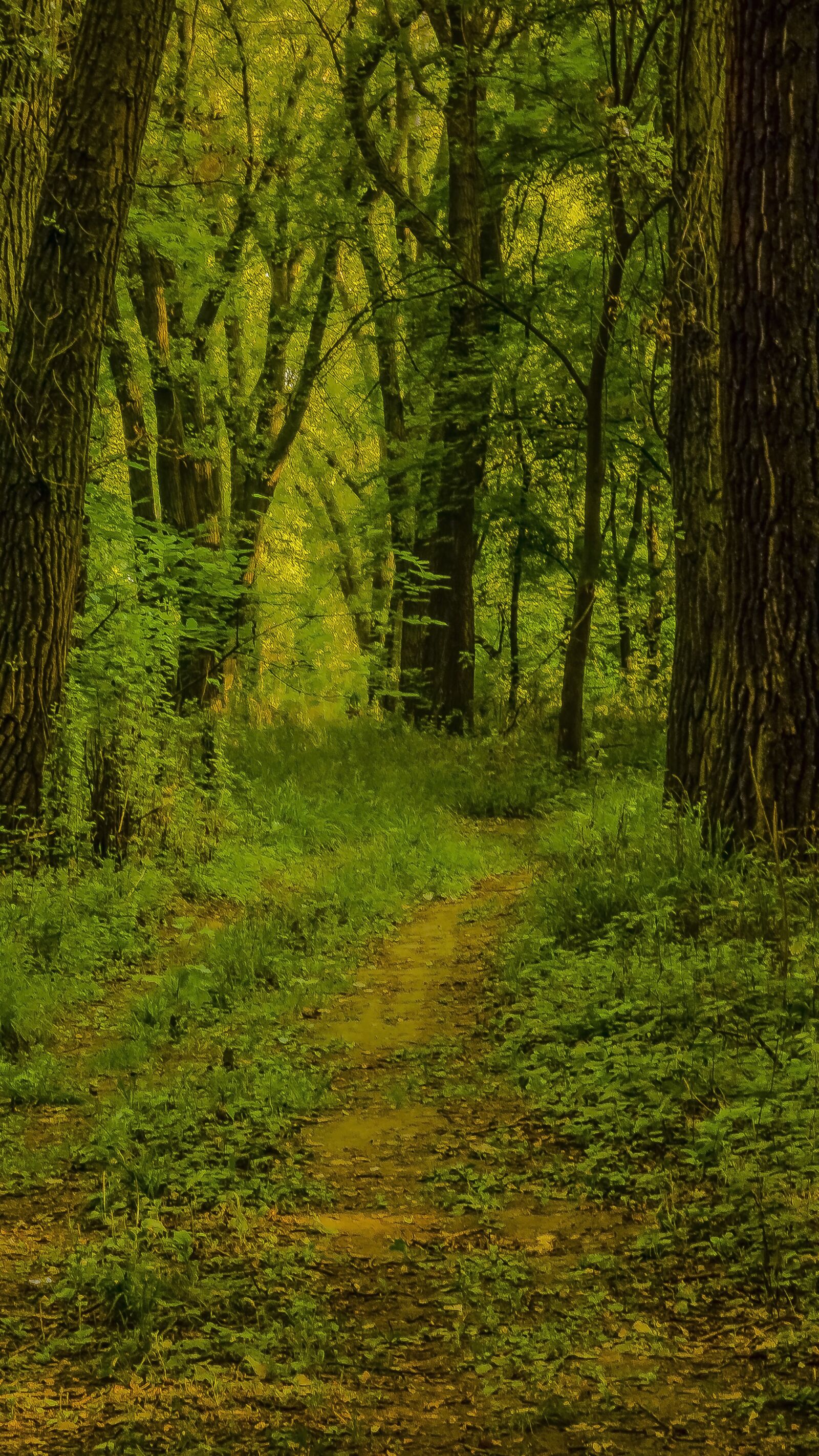Sony Cyber-shot DSC-RX100 sample photo. Wood, nature, tree photography
