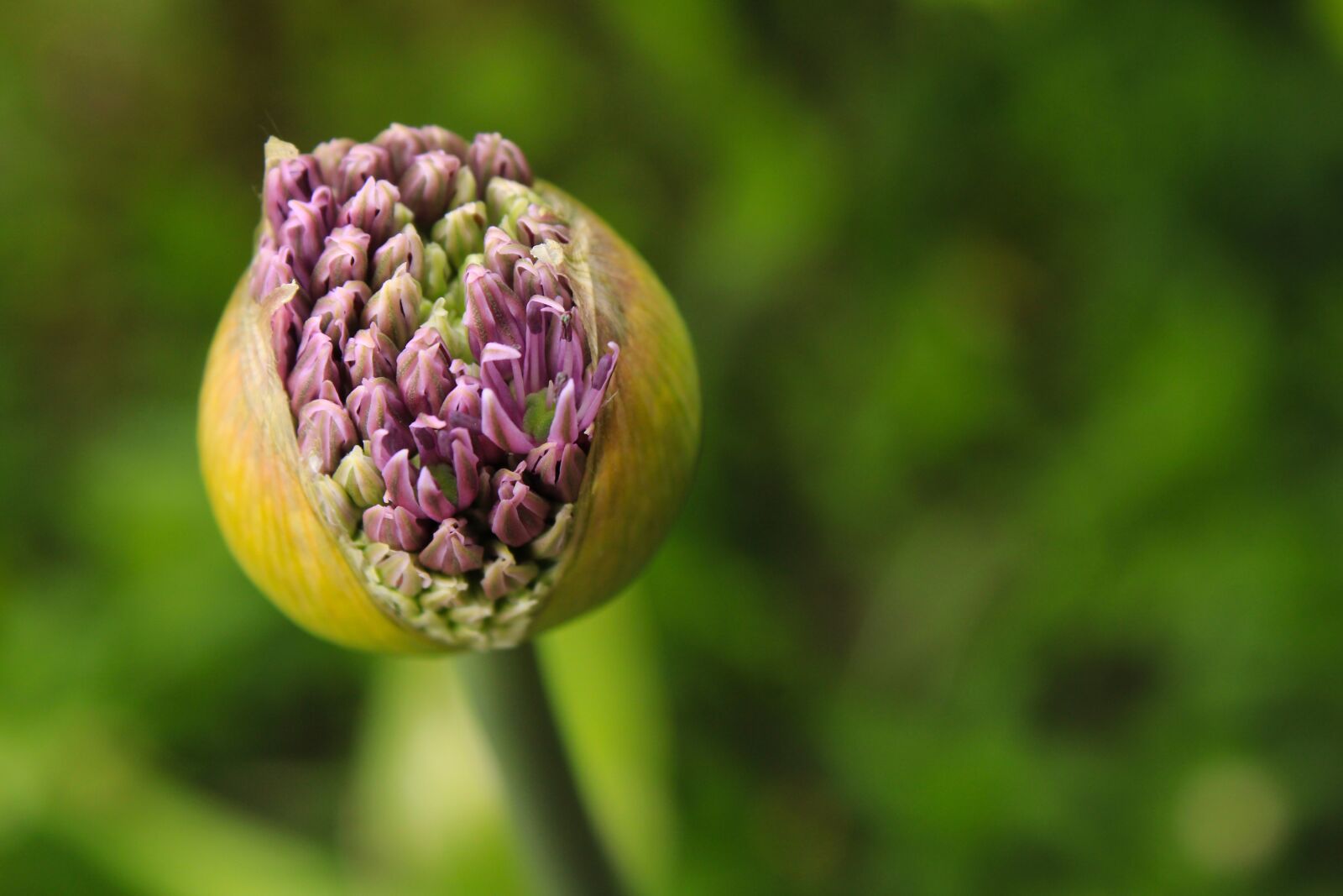 Canon EOS 2000D (EOS Rebel T7 / EOS Kiss X90 / EOS 1500D) sample photo. Ornamental onion, allium stratos photography