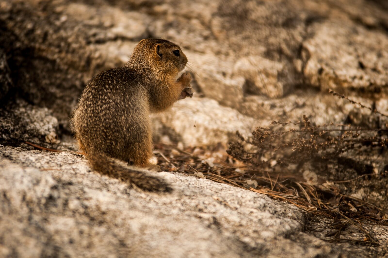 Nikon D90 sample photo. Animal, squirrel, nagertier photography