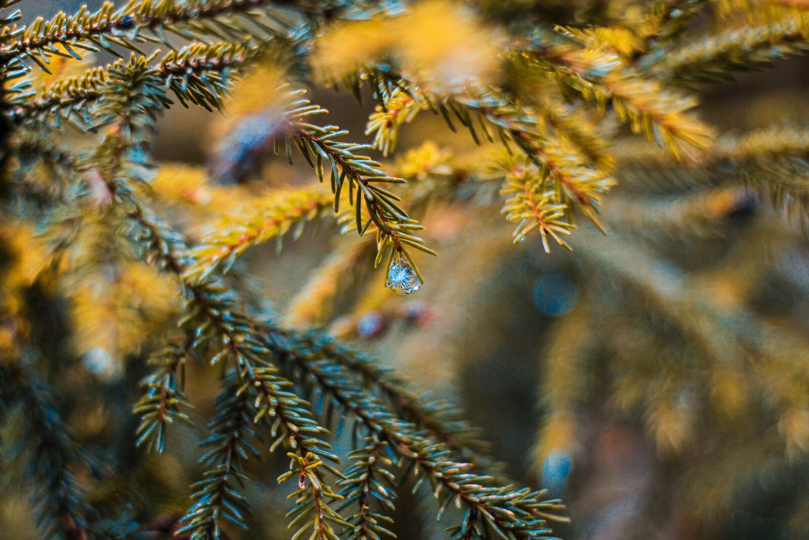 Canon EOS 550D (EOS Rebel T2i / EOS Kiss X4) sample photo. Pine, green, tree photography