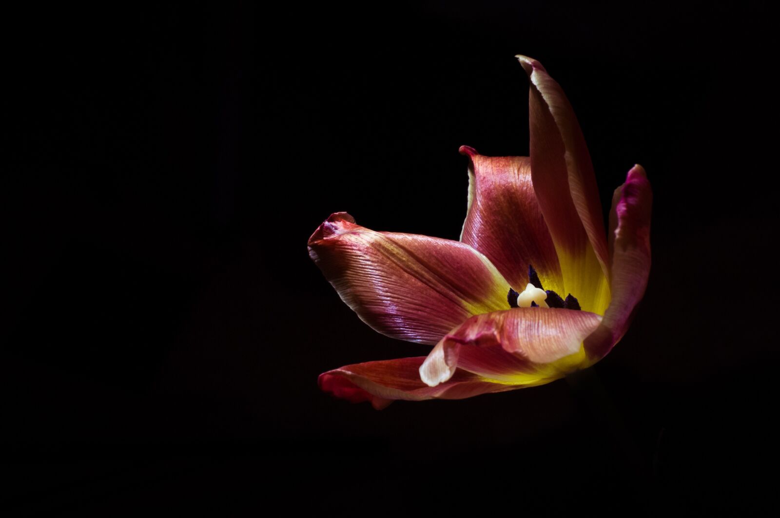 Nikon D300 sample photo. Tulip, flower, nature photography