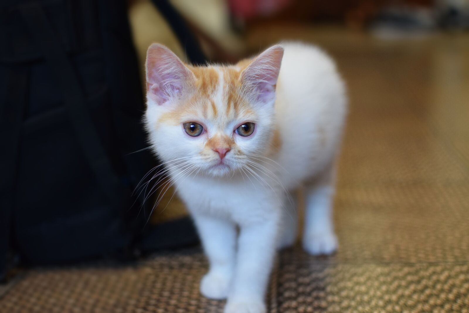 Nikon D5300 sample photo. Cat, pet, animal photography
