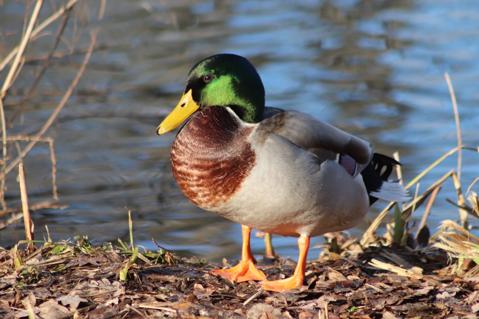 Canon EOS 800D (EOS Rebel T7i / EOS Kiss X9i) sample photo. Duck, drake, mallard photography