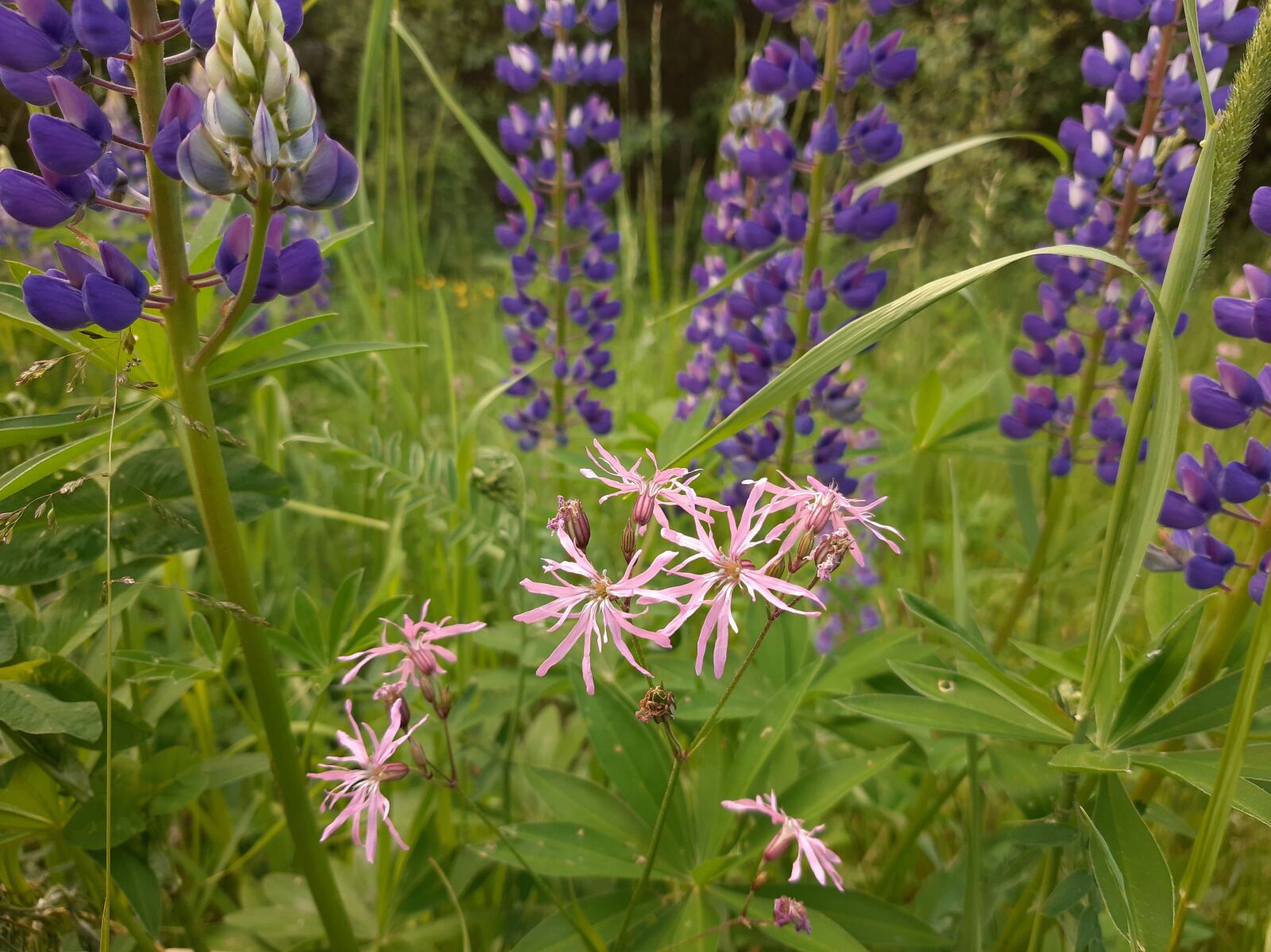 Samsung Galaxy A50 sample photo. Field, meadow, summer photography