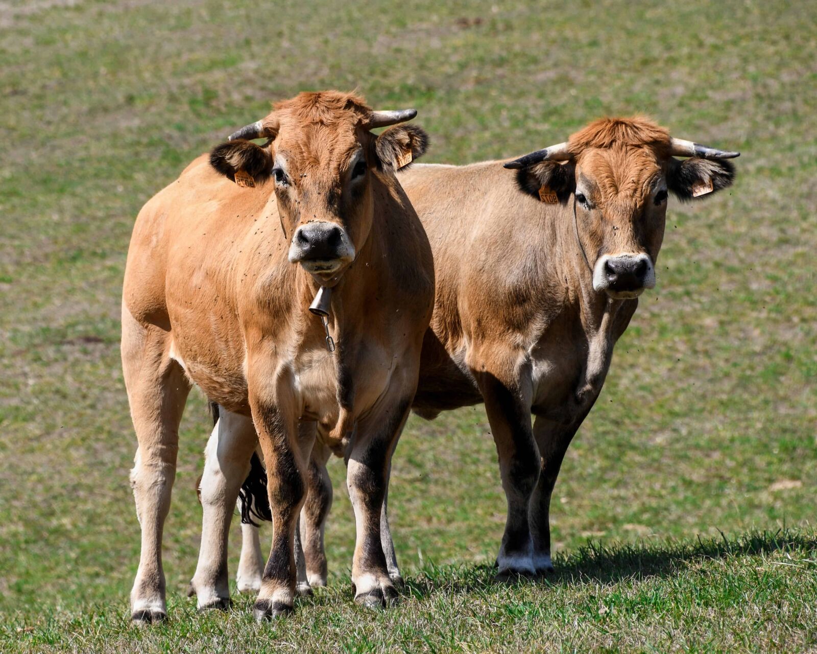 Nikon D500 sample photo. Cow, field, grass, agriculture photography