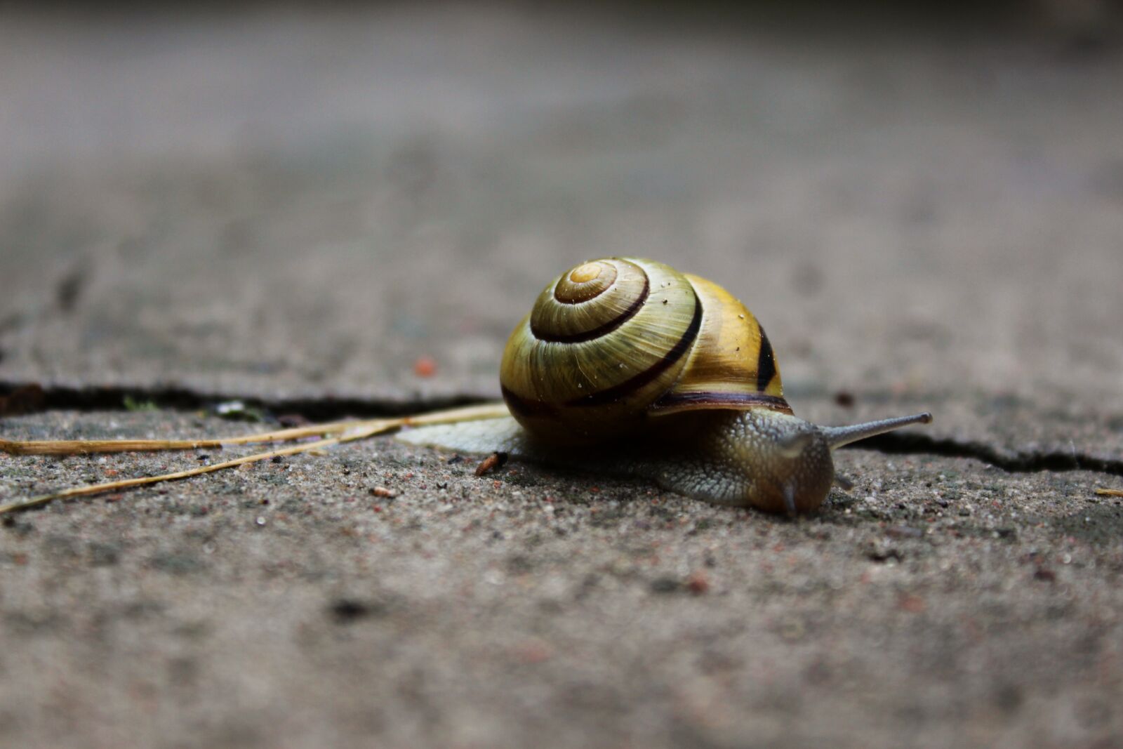 Canon EOS 1300D (EOS Rebel T6 / EOS Kiss X80) sample photo. Snail, winniczek, shell photography