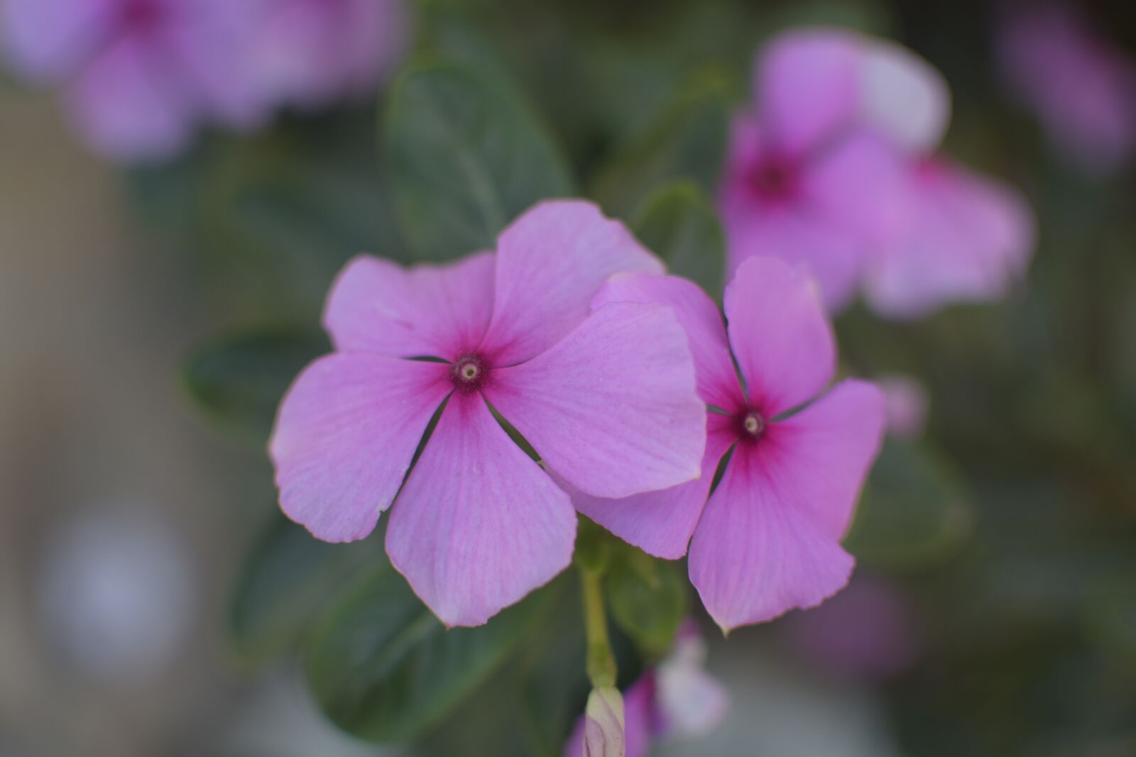 Nikon D5500 sample photo. Violet, flowers, plant photography