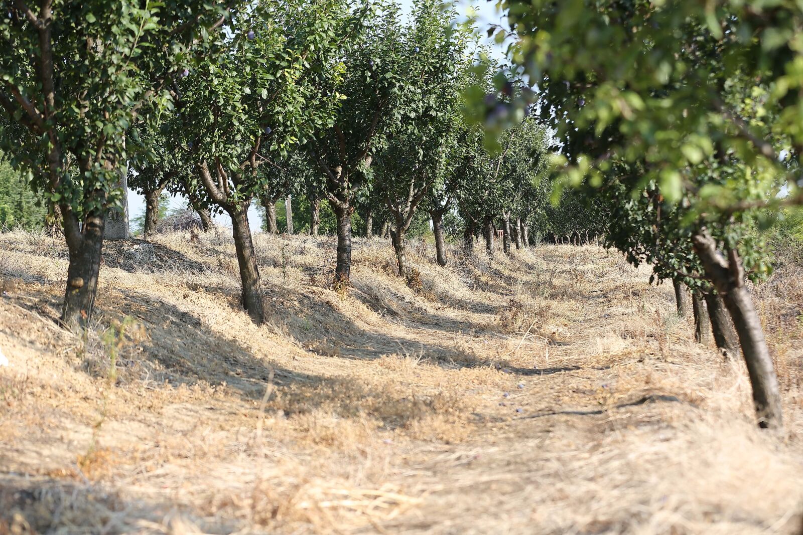 Canon EOS 5D Mark III sample photo. Orchard, agriculture, summer season photography