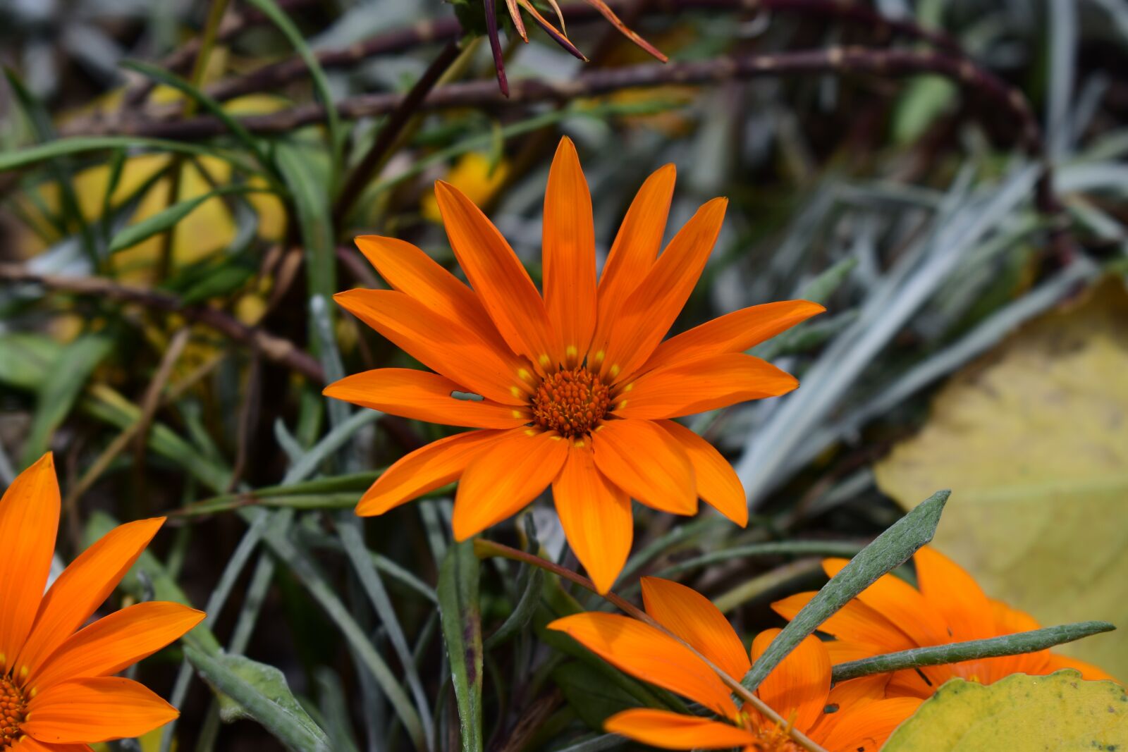 Nikon D3400 sample photo. Plant, flower, nature photography