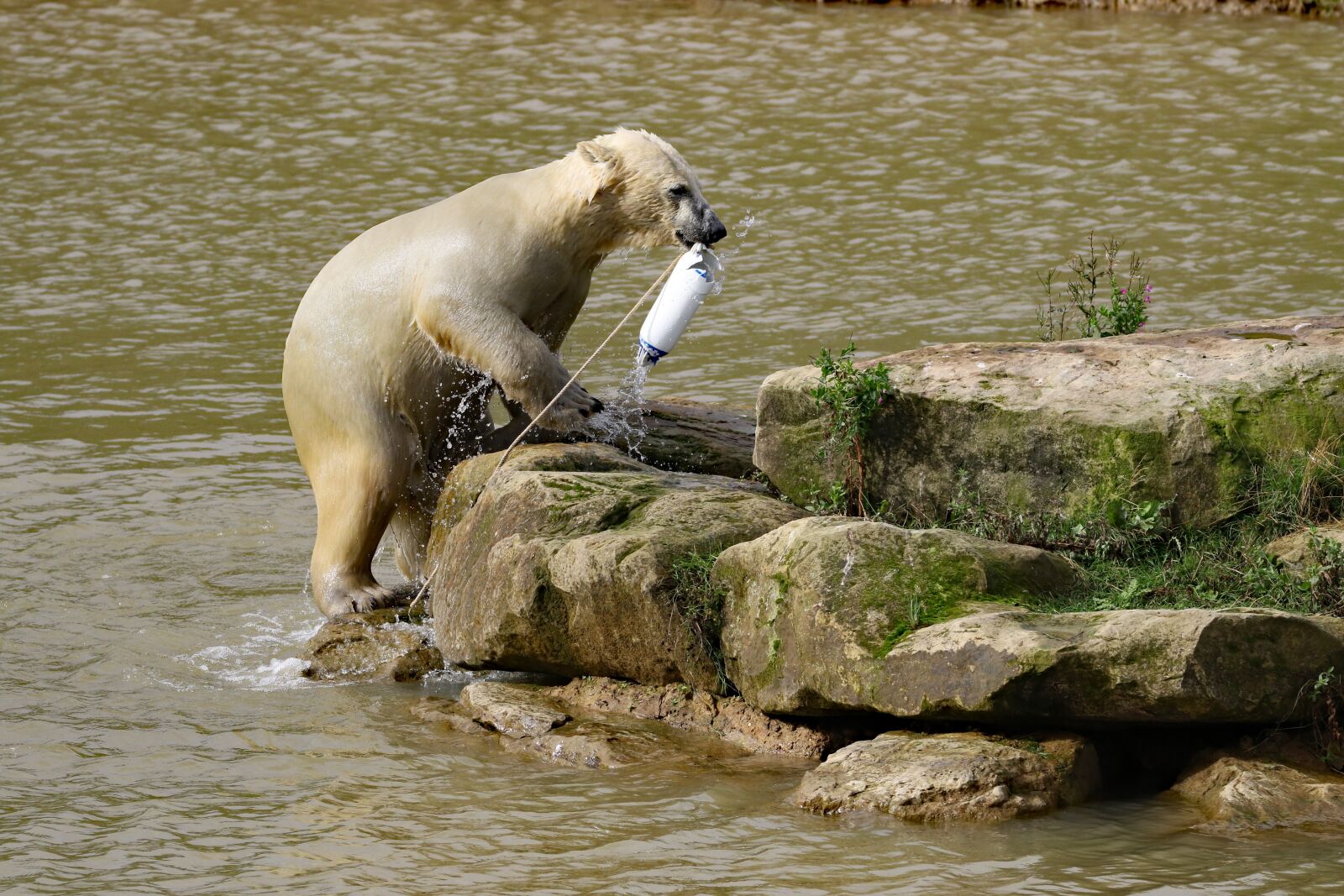 Canon EOS 7D Mark II sample photo. Polar bear, bear, playing photography