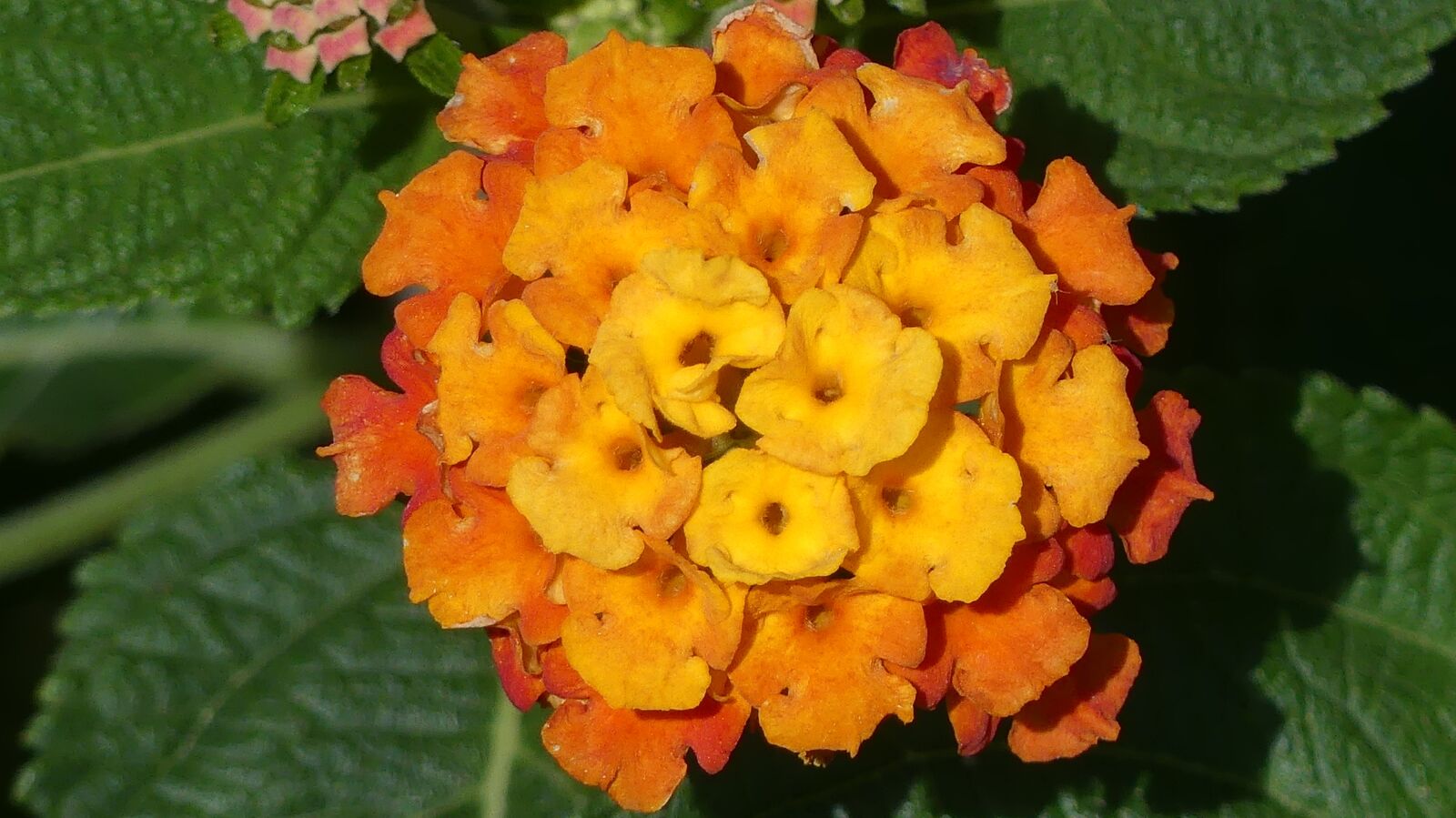 Panasonic Lumix DMC-FZ300 sample photo. Lantana, flower, garden photography