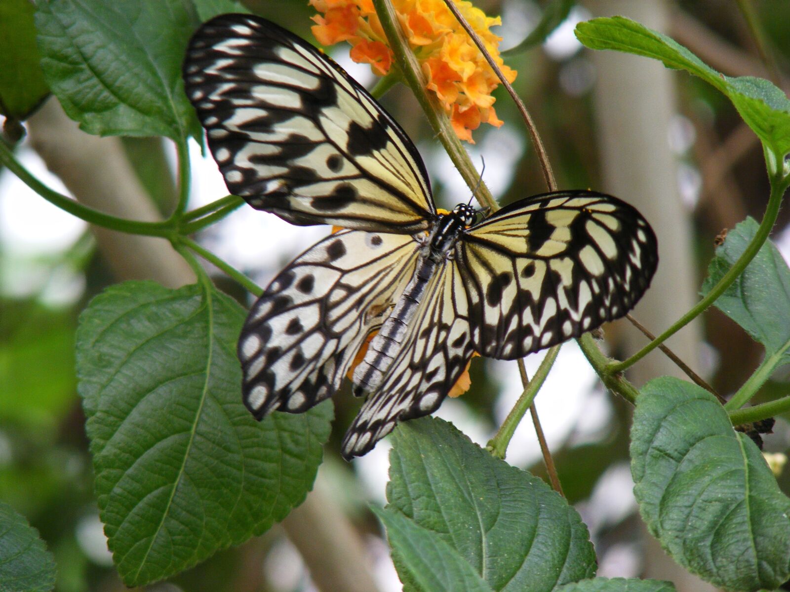 Fujifilm FinePix S5800 S800 sample photo. Butterfly, nature, insect photography