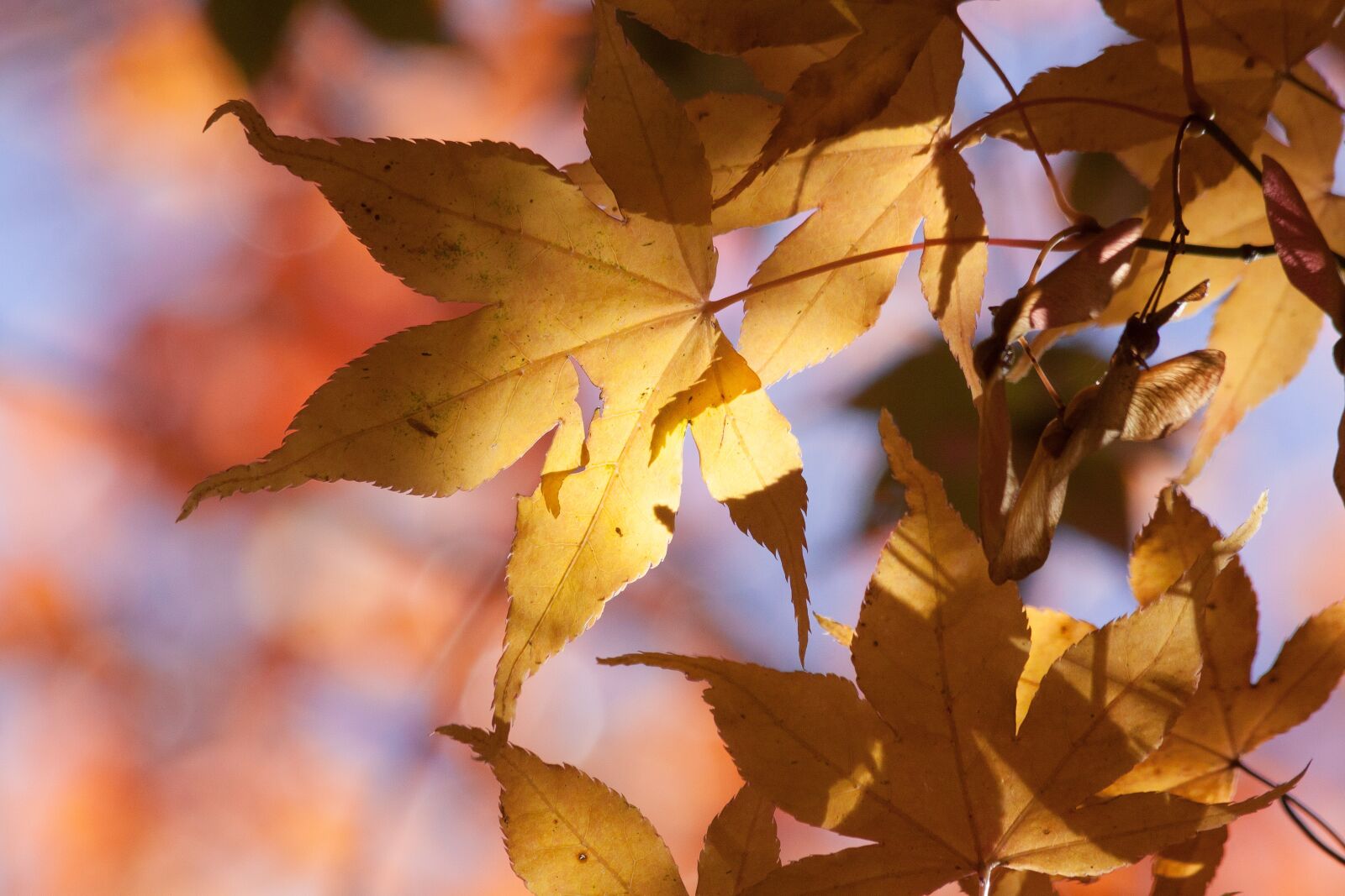 Canon EOS 50D sample photo. Maple, autumn, leaf photography