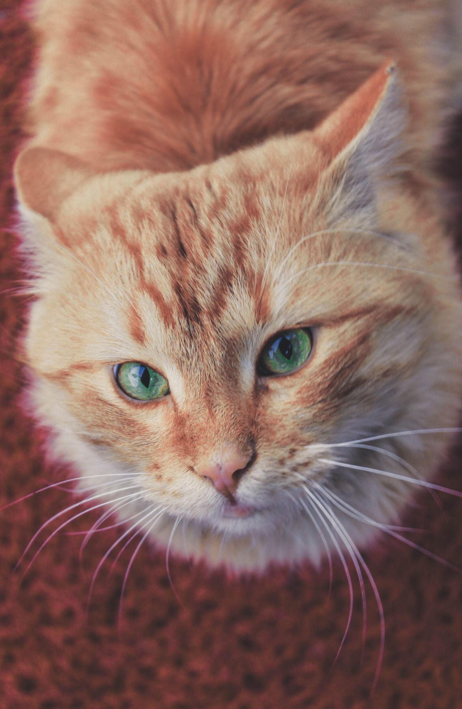 Canon EOS 1100D (EOS Rebel T3 / EOS Kiss X50) sample photo. Cute, cat, animals photography