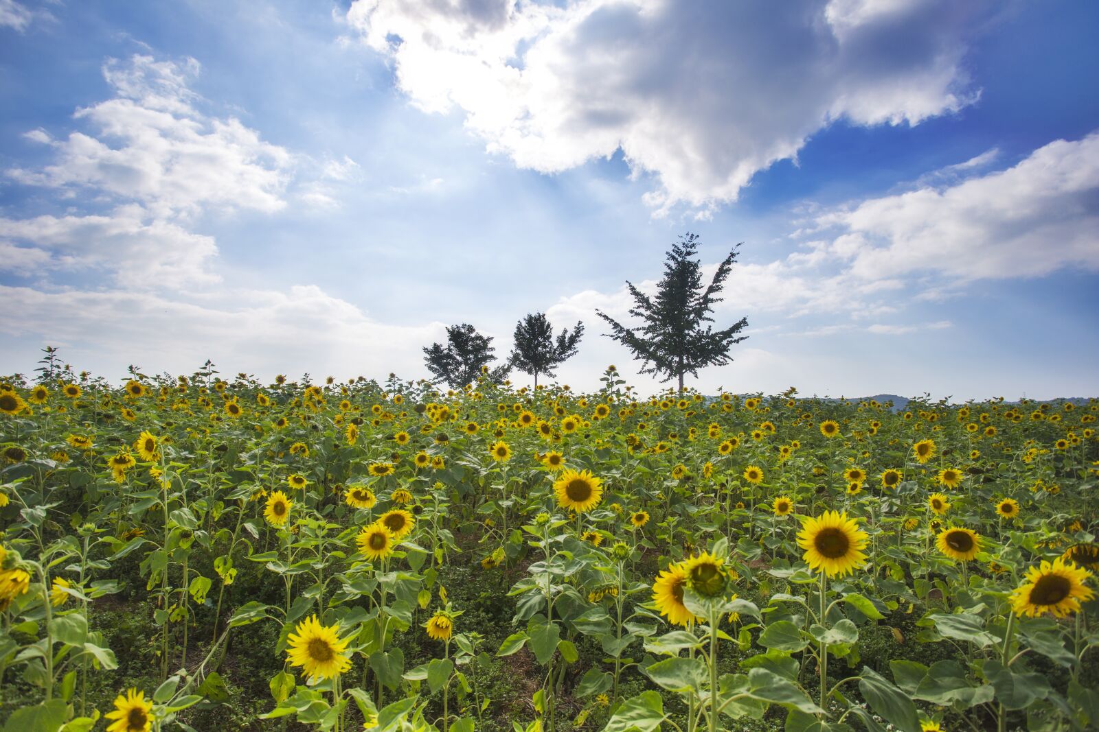 Canon EOS 6D + Canon EF 17-40mm F4L USM sample photo. And sole, sunflower, autumn photography