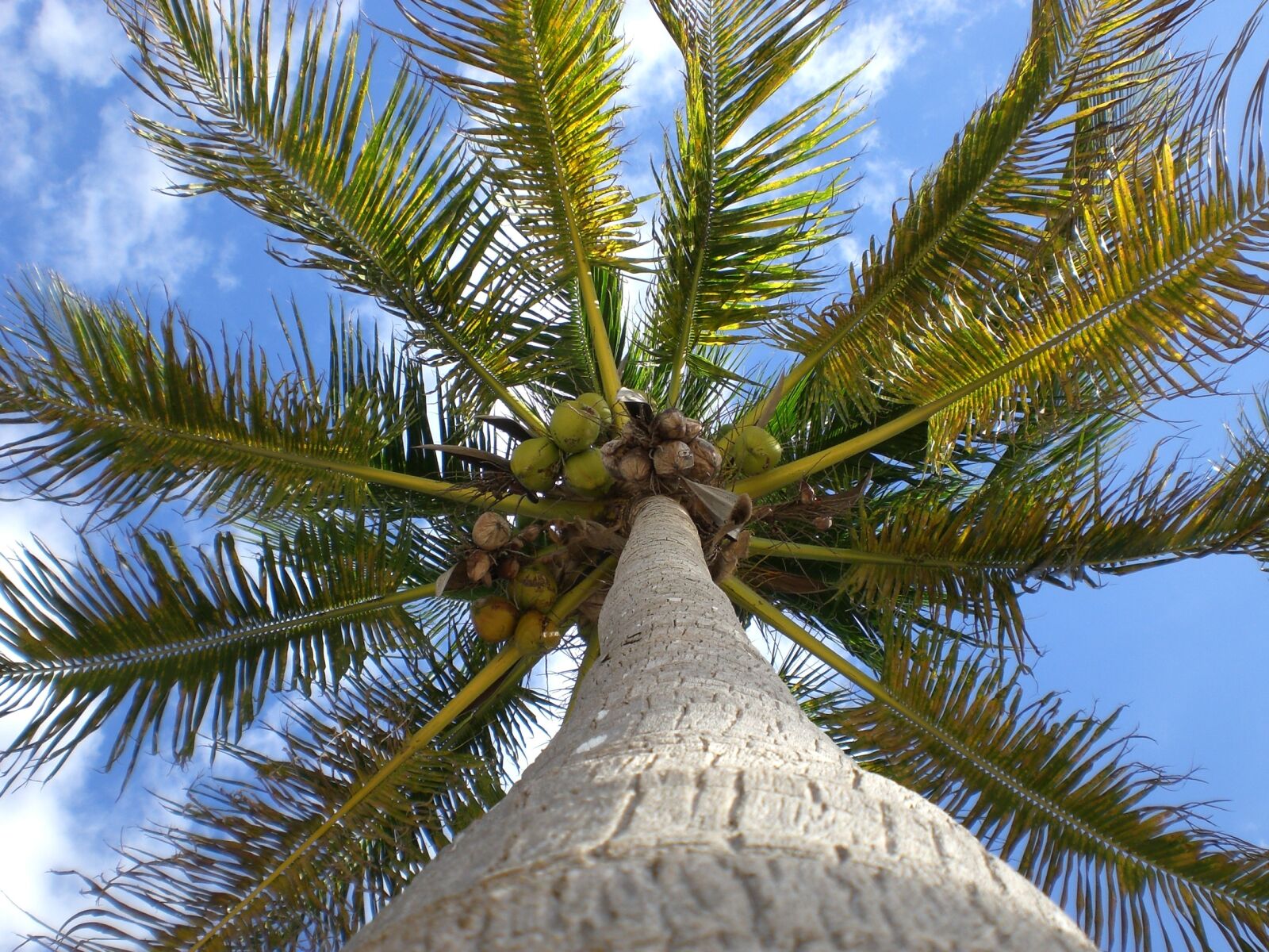 CASIO EX-Z75 sample photo. Palma, cocos, sky photography