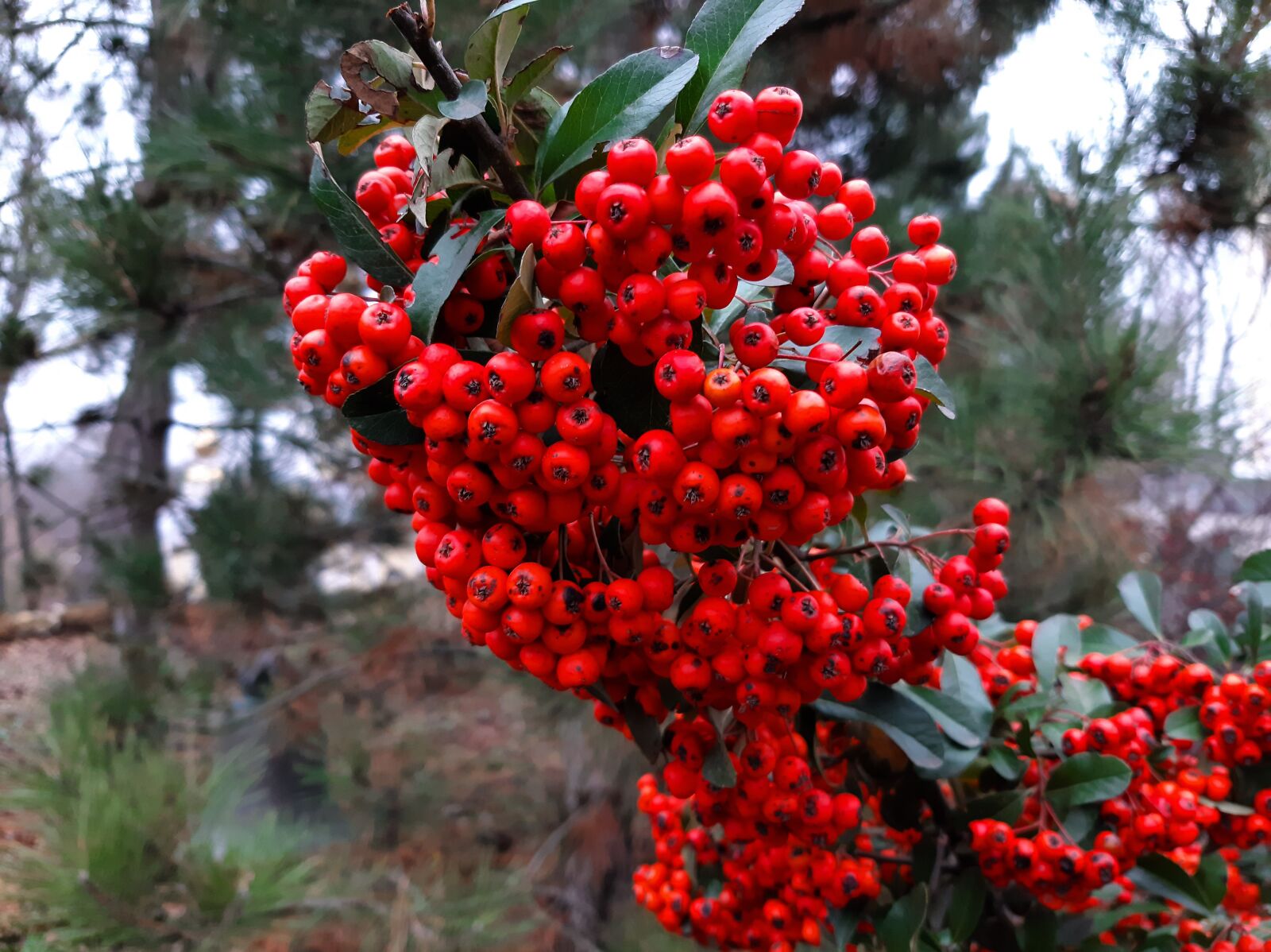 Samsung Galaxy A50 sample photo. Rowan, berry, winter photography