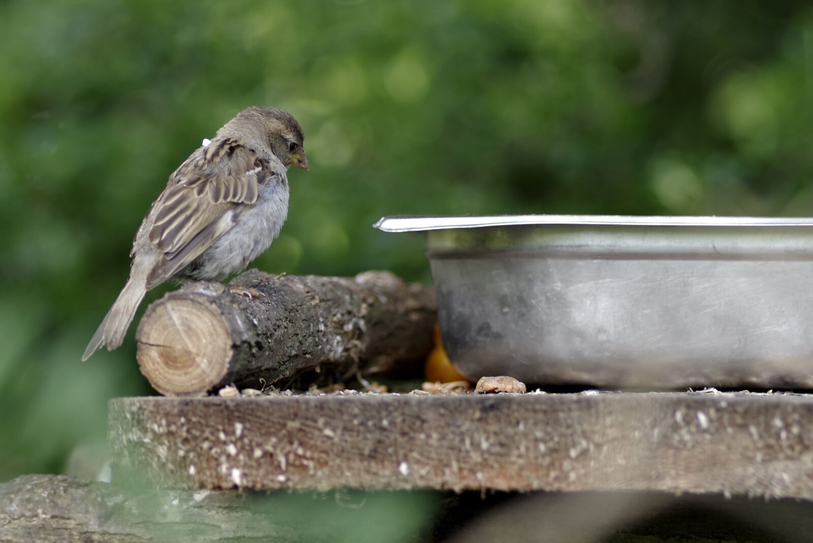 Pentax K-S2 sample photo. The sparrow, bird, gray photography