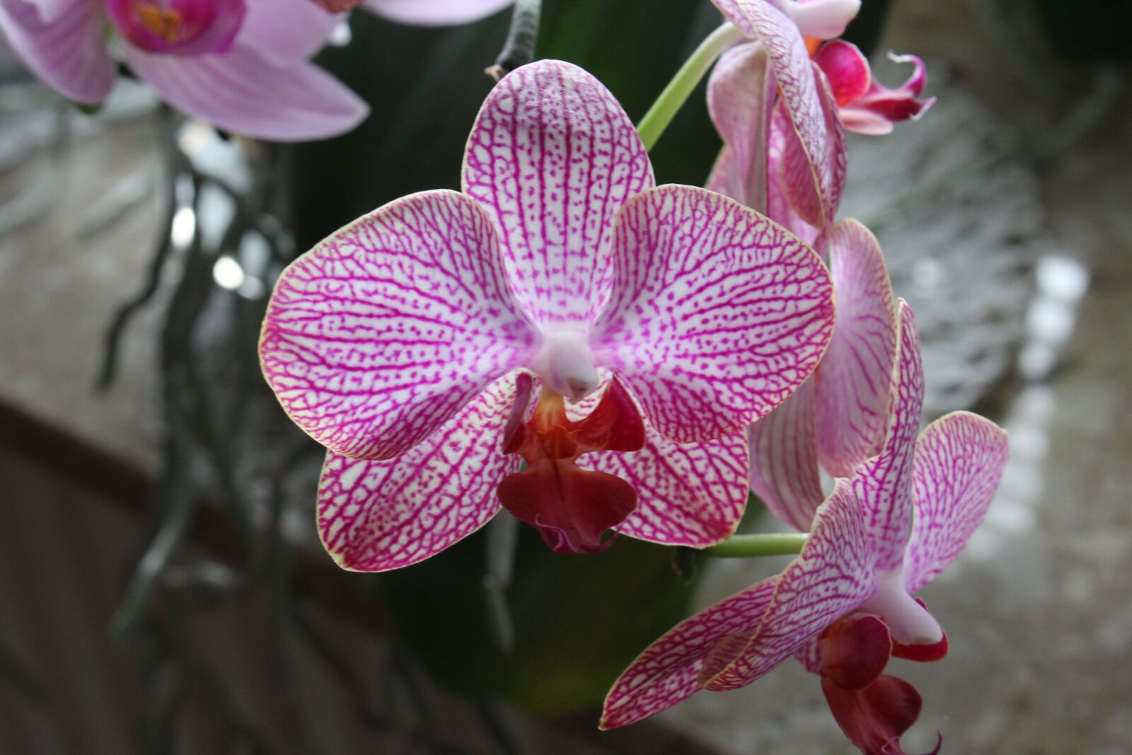 Canon EOS 60D sample photo. Flower, orchid, plant photography