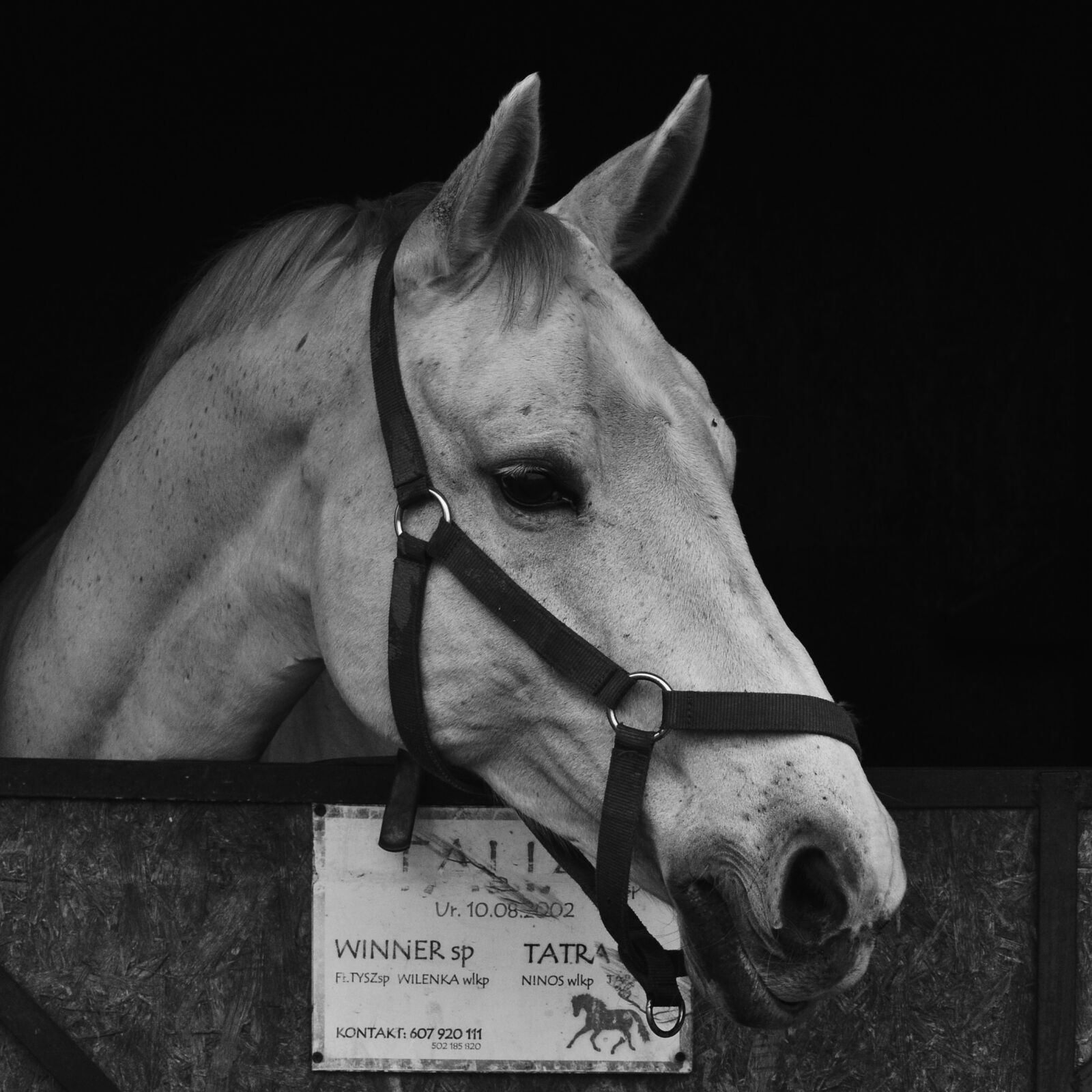 Nikon D3100 sample photo. Horse, stable, head photography