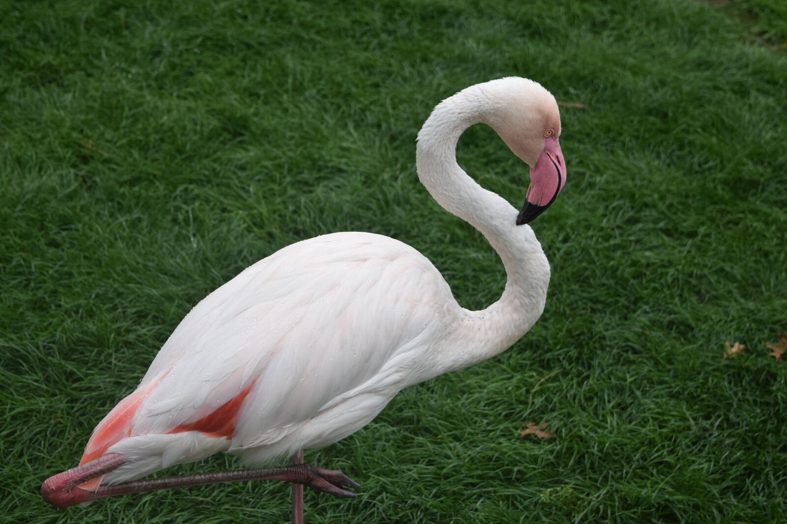 Nikon D3300 sample photo. Flamingo, birds, nature photography
