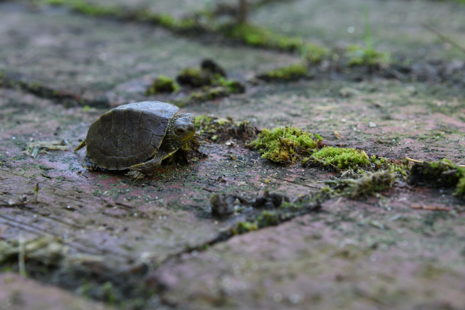 Nikon D850 sample photo. Turtle, small, slow photography