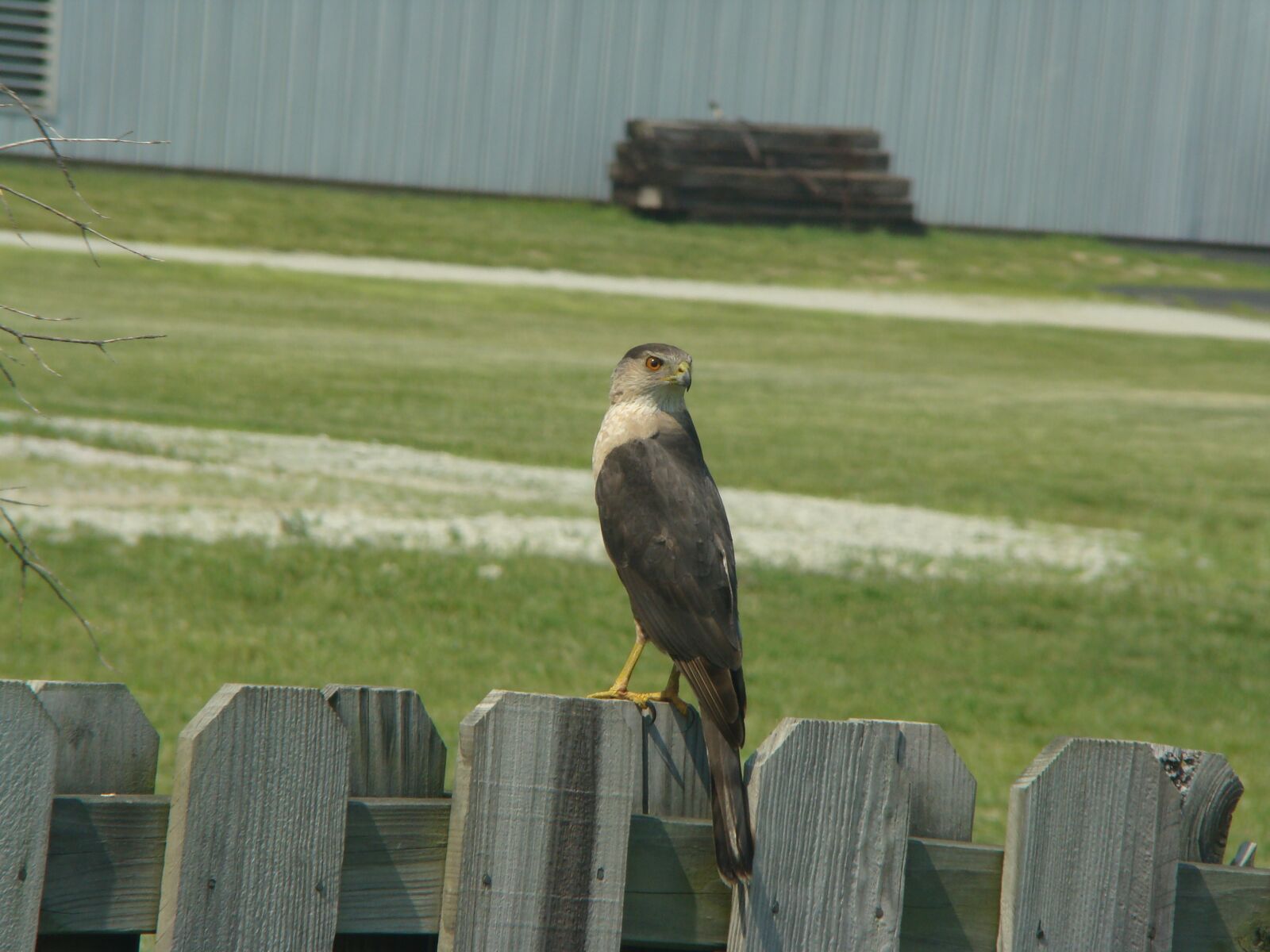 Sony DSC-H9 sample photo. Bird, hawk, wildlife photography