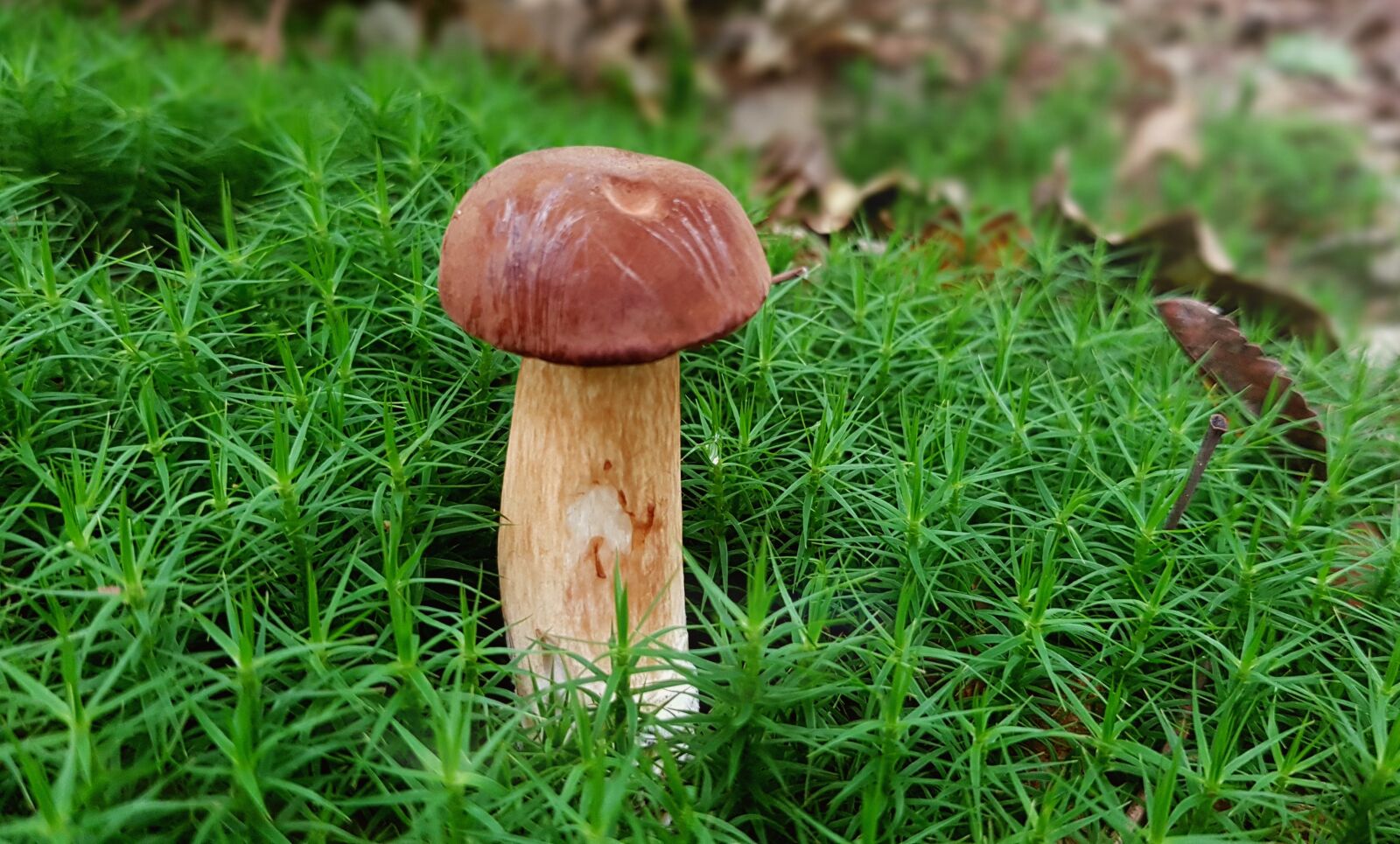 Samsung Galaxy S7 sample photo. Mushroom, chestnut mushroom, moss photography