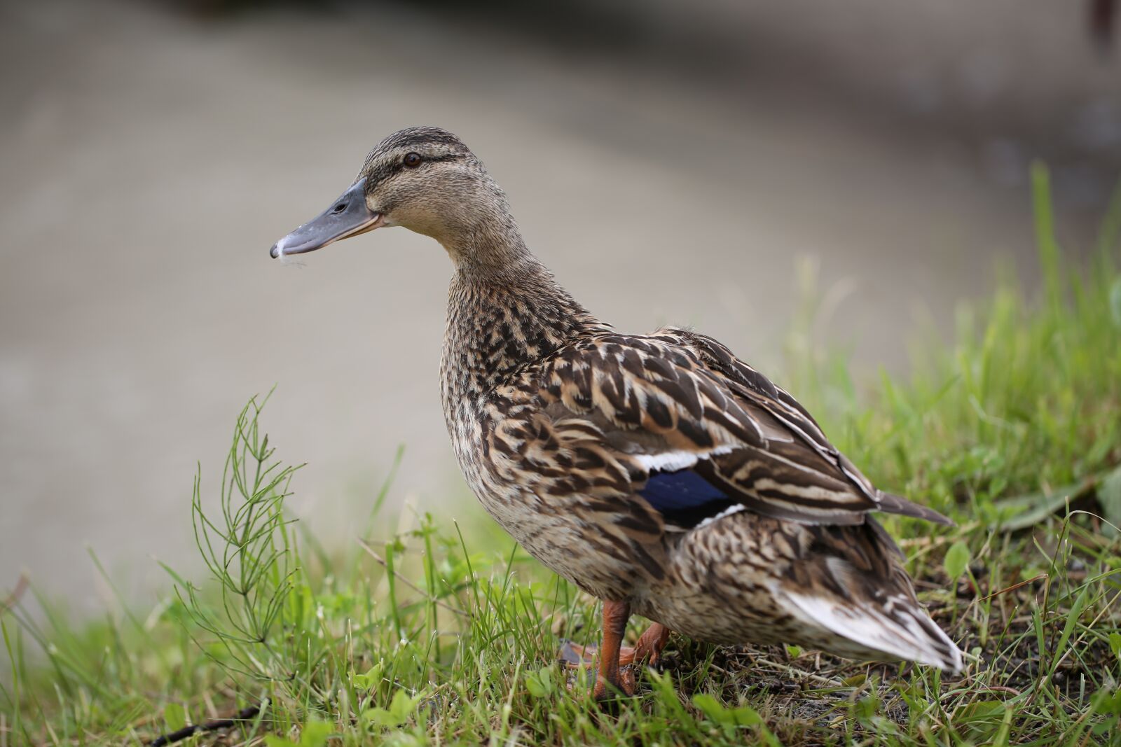 Canon EF 100mm F2.8L Macro IS USM sample photo. Duck, brown, water bird photography