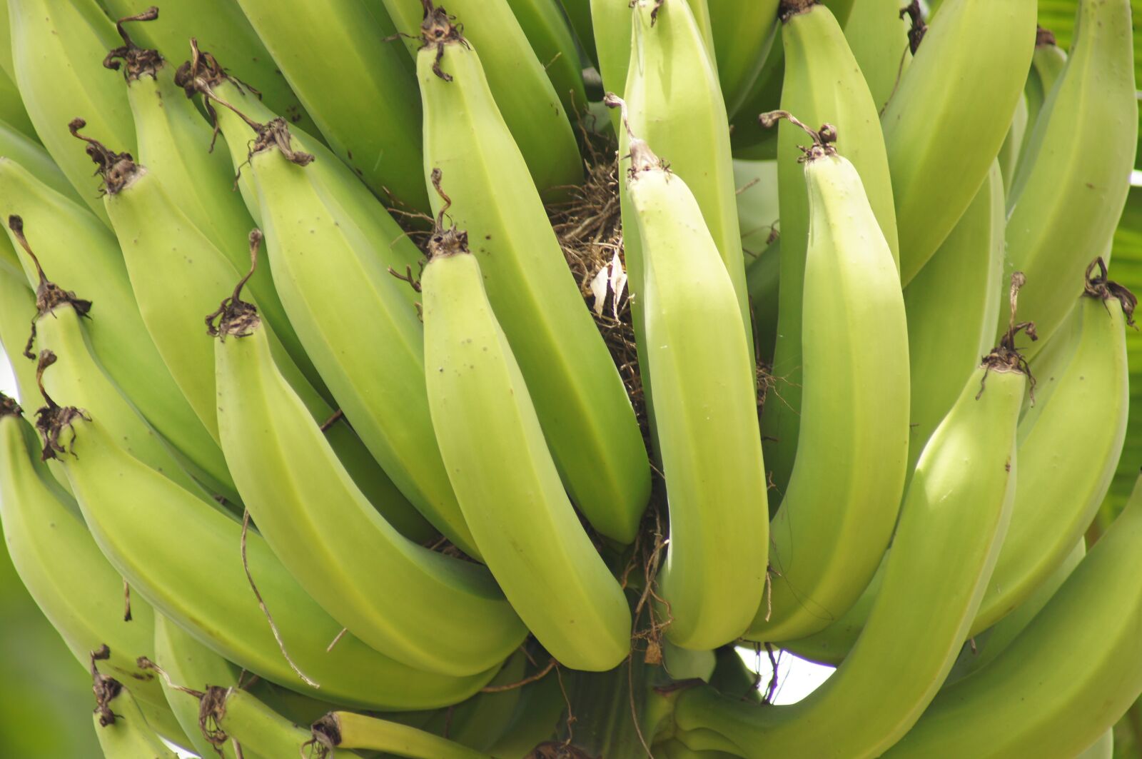 Sony SLT-A55 (SLT-A55V) sample photo. Image, bananas, thebaid photography