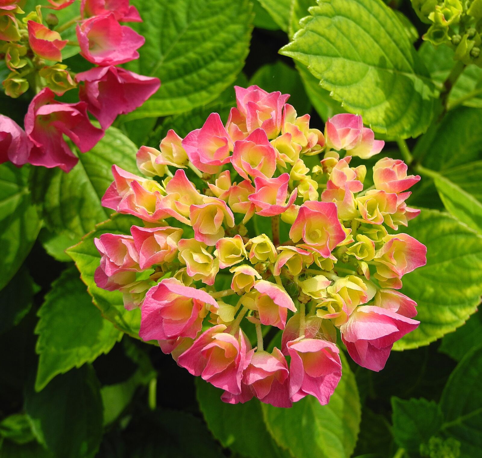 Nikon Coolpix P7000 sample photo. Hydrangea, flower, pink hydrangea photography