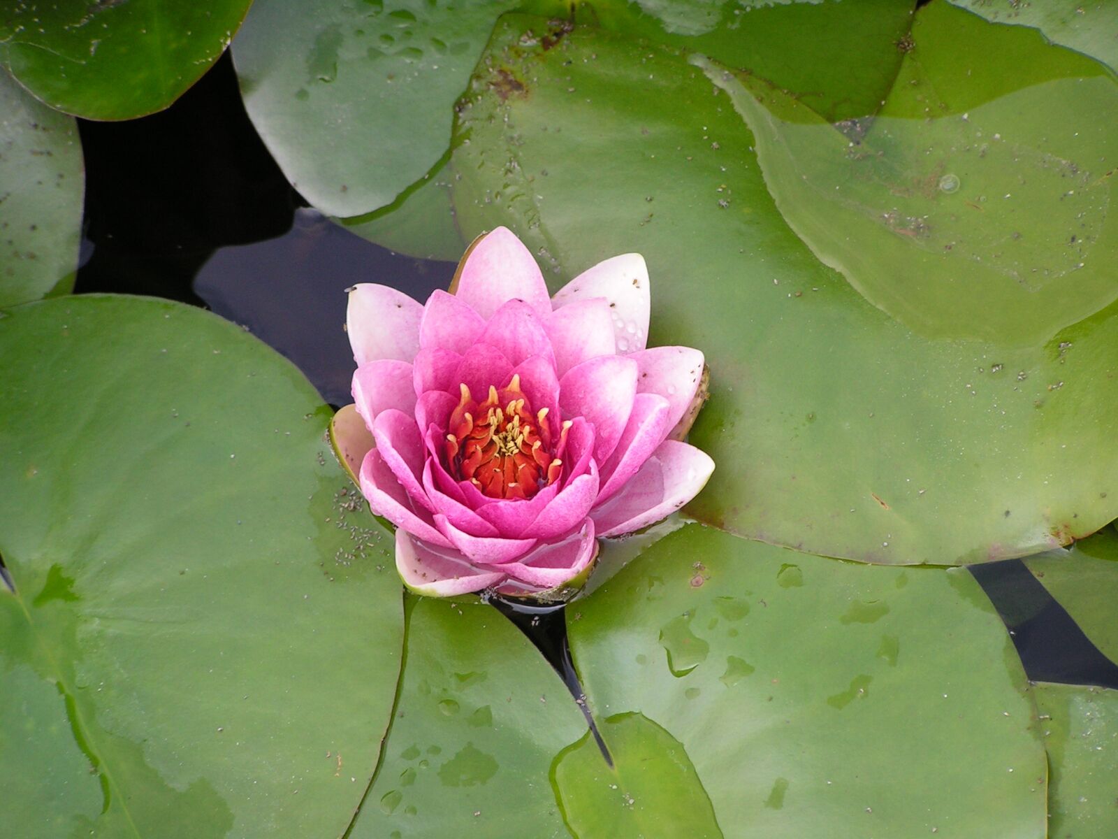 KONICA MINOLTA DiMAGE Z2 sample photo. Nenuphar photography
