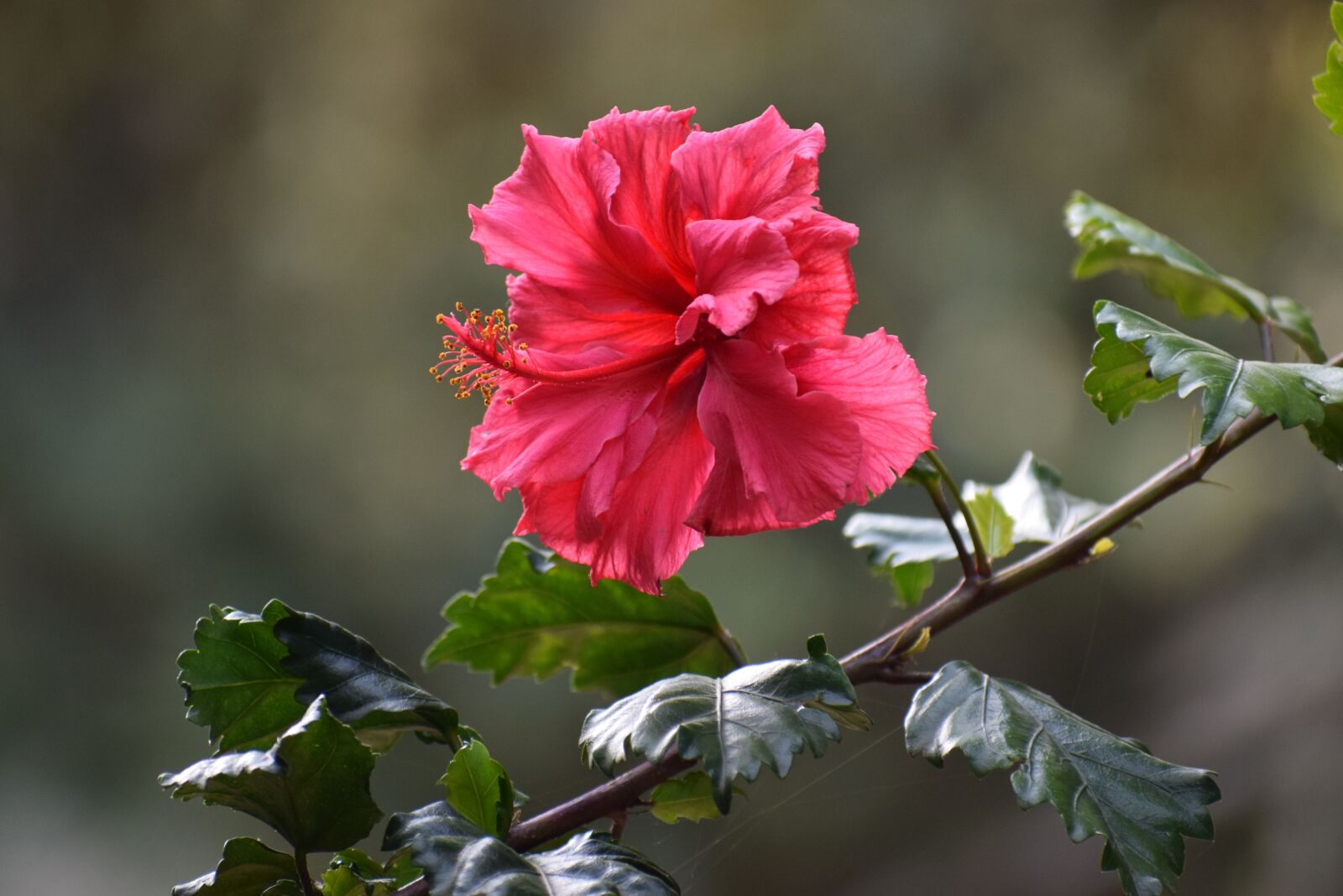 Nikon D5300 sample photo. Flower, beautiful, amazing photography