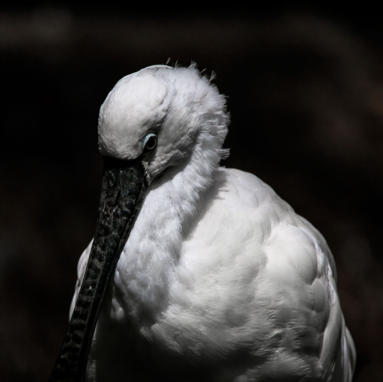 Canon EOS 70D + Tamron SP 150-600mm F5-6.3 Di VC USD sample photo. Animal world, bird, heron photography