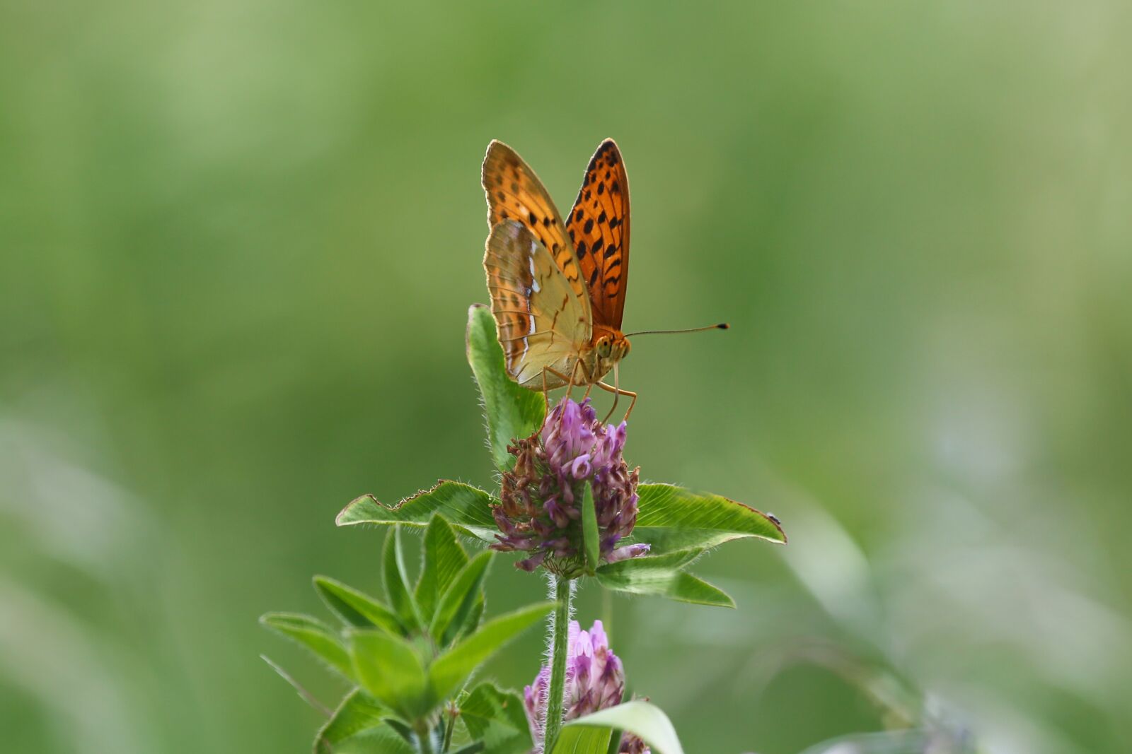 Canon EF 100-400mm F4.5-5.6L IS USM sample photo. Butterfly, insects, macro photography