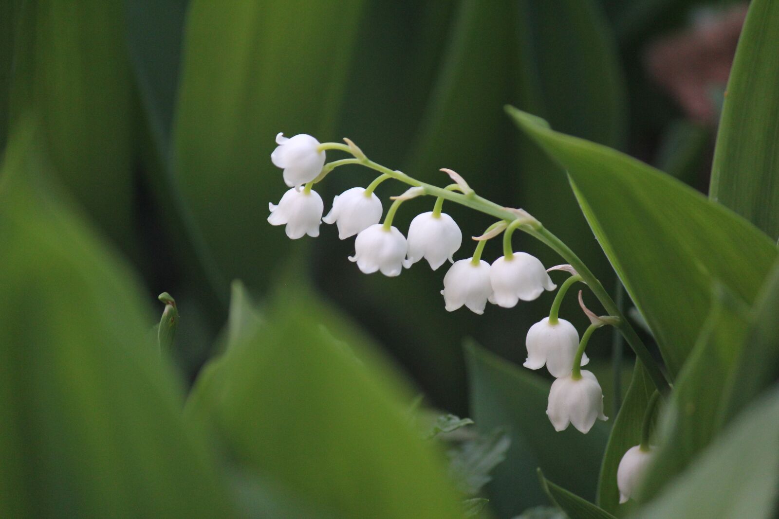 Canon EOS 550D (EOS Rebel T2i / EOS Kiss X4) sample photo. Flower, nature, lilyofthevalley photography