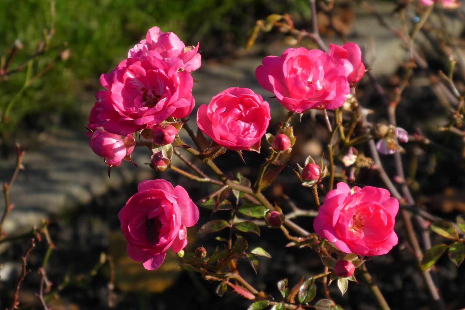 Panasonic Lumix DC-ZS70 (Lumix DC-TZ90) sample photo. Mini-rose, rose, flowers photography
