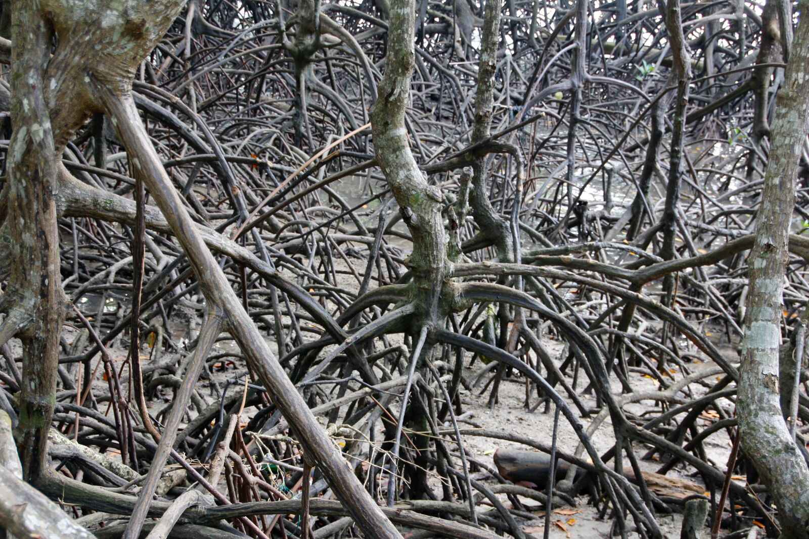 Canon EOS 60D sample photo. Root, tree, old photography