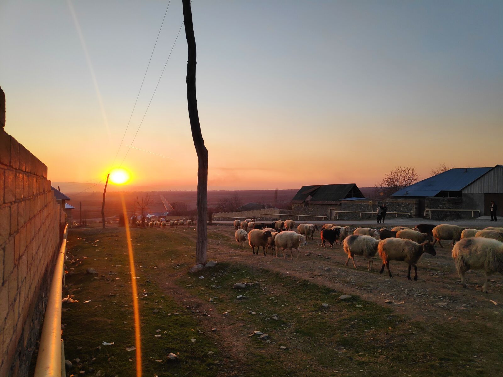 Xiaomi POCO F1 sample photo. Sunset, sun, sheep's photography
