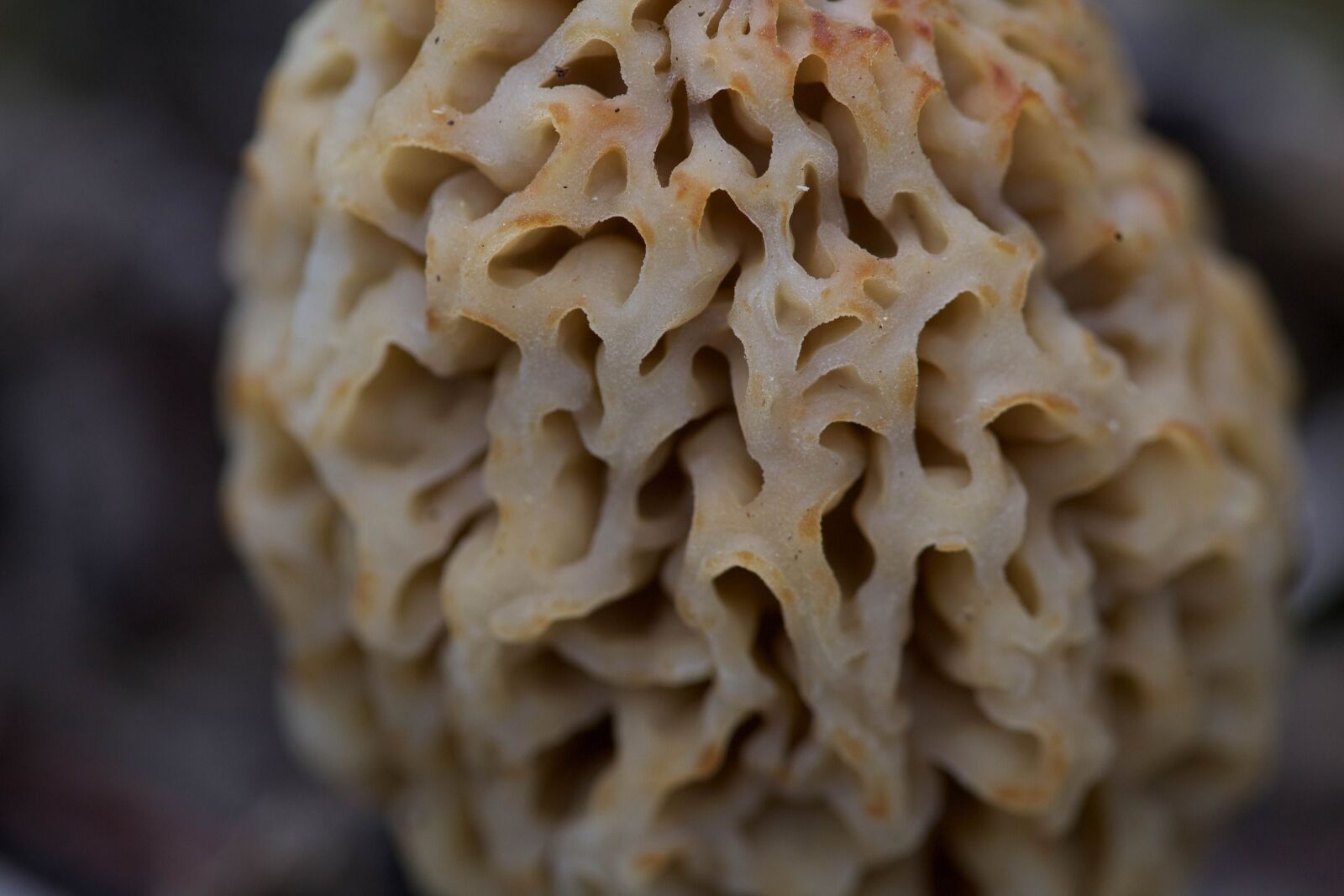 Canon EOS 5D Mark II sample photo. Morel, mushroom, fungi, plant photography