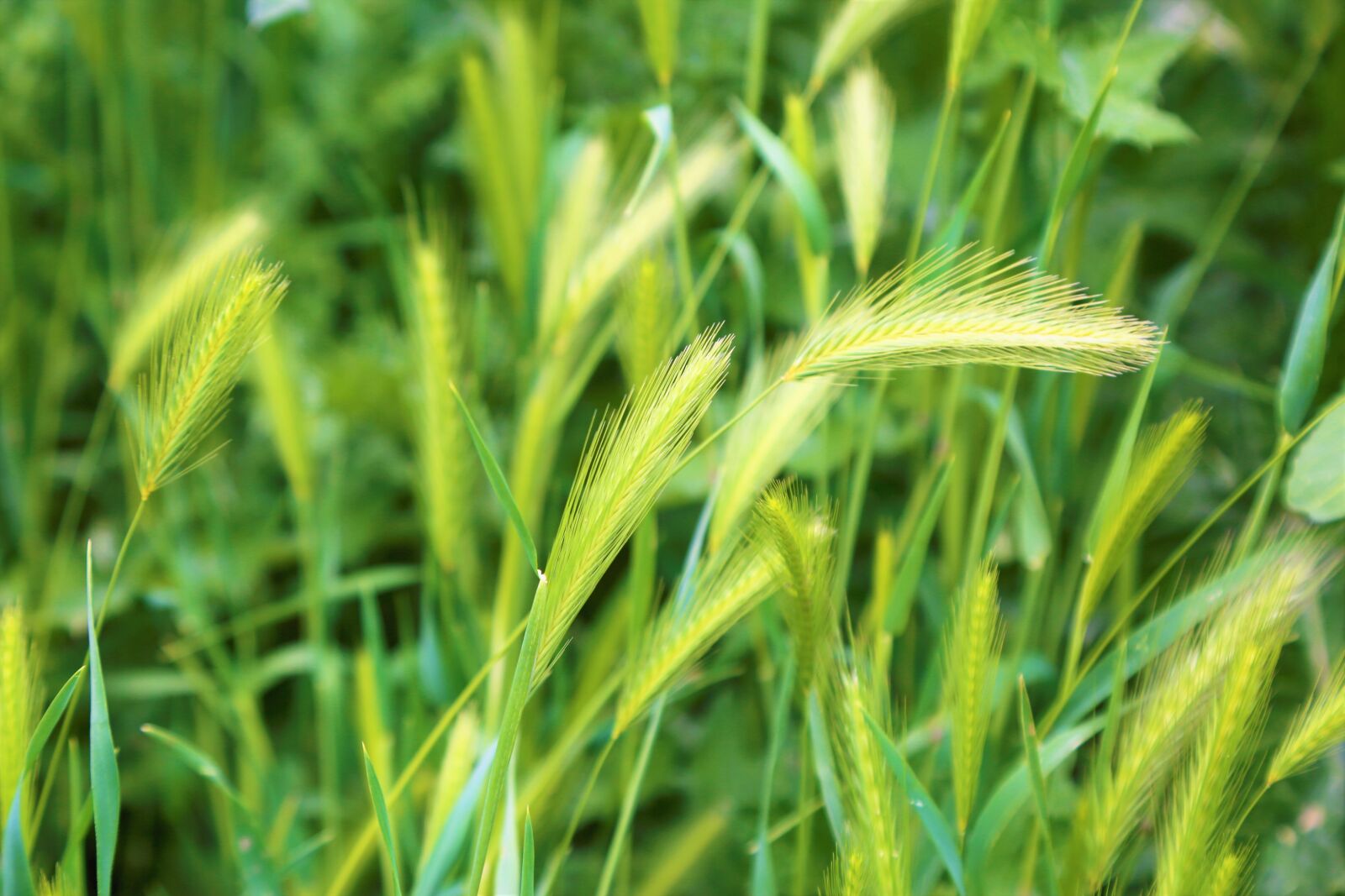 Canon EF 24-105mm F4L IS USM sample photo. Spring, spike, greens photography