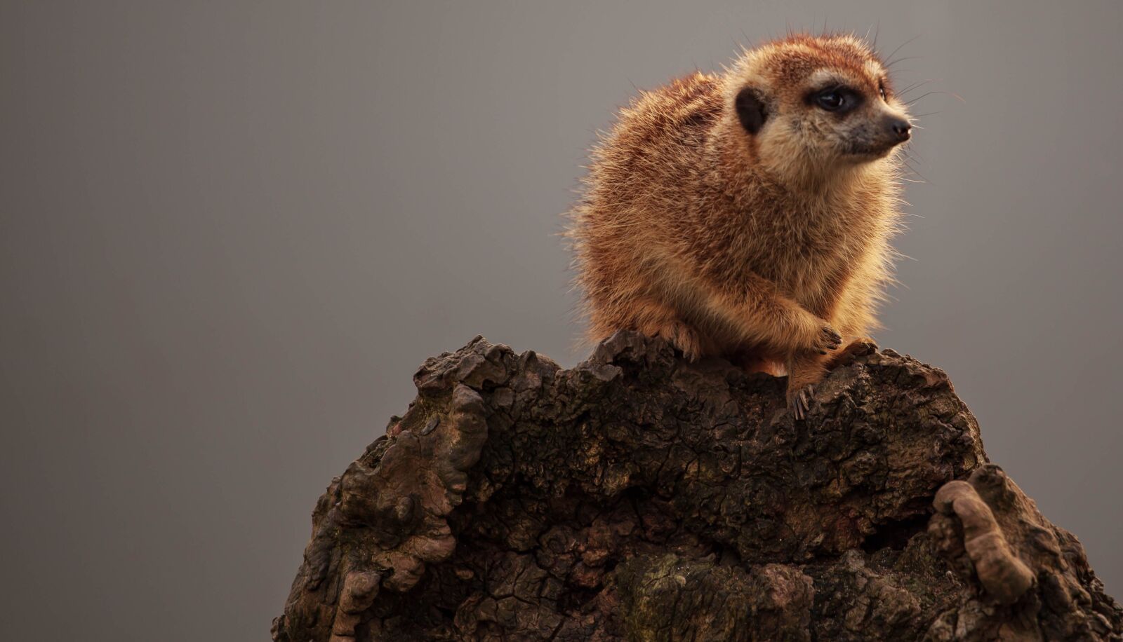 Canon EOS 5D Mark II sample photo. Meerkat, baby meerkat, savana photography