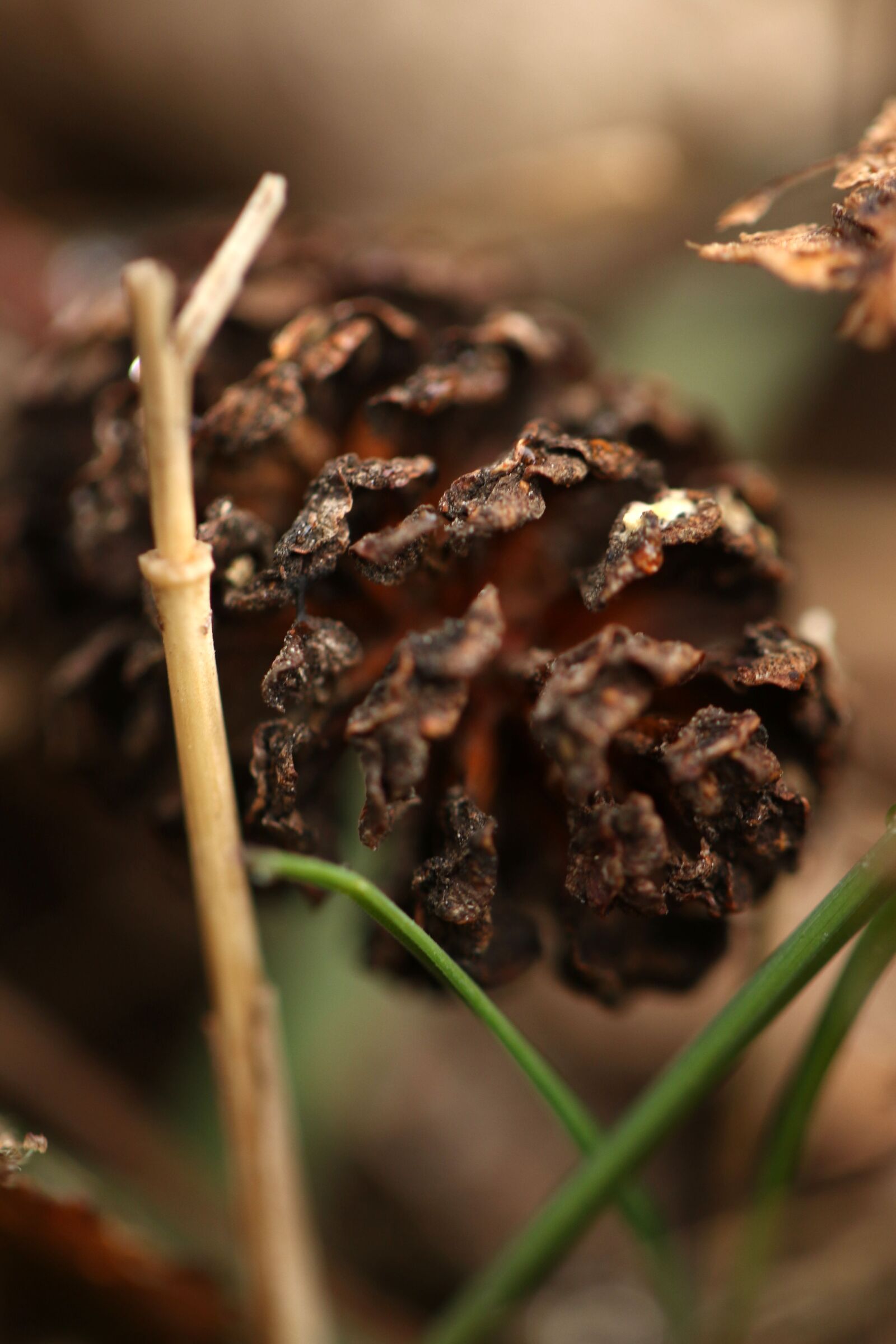 Canon EOS 7D Mark II sample photo. Nature, outdoor, macro photography