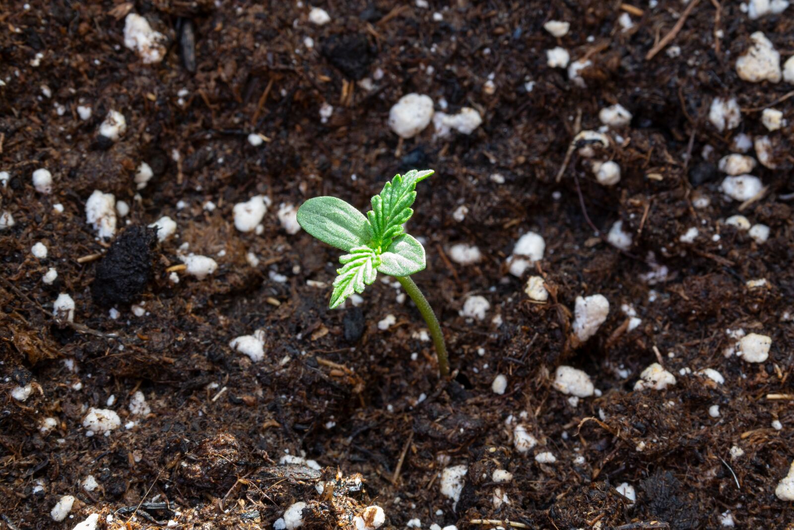 Nikon D5300 sample photo. Cannabis, seedling, marijuana photography