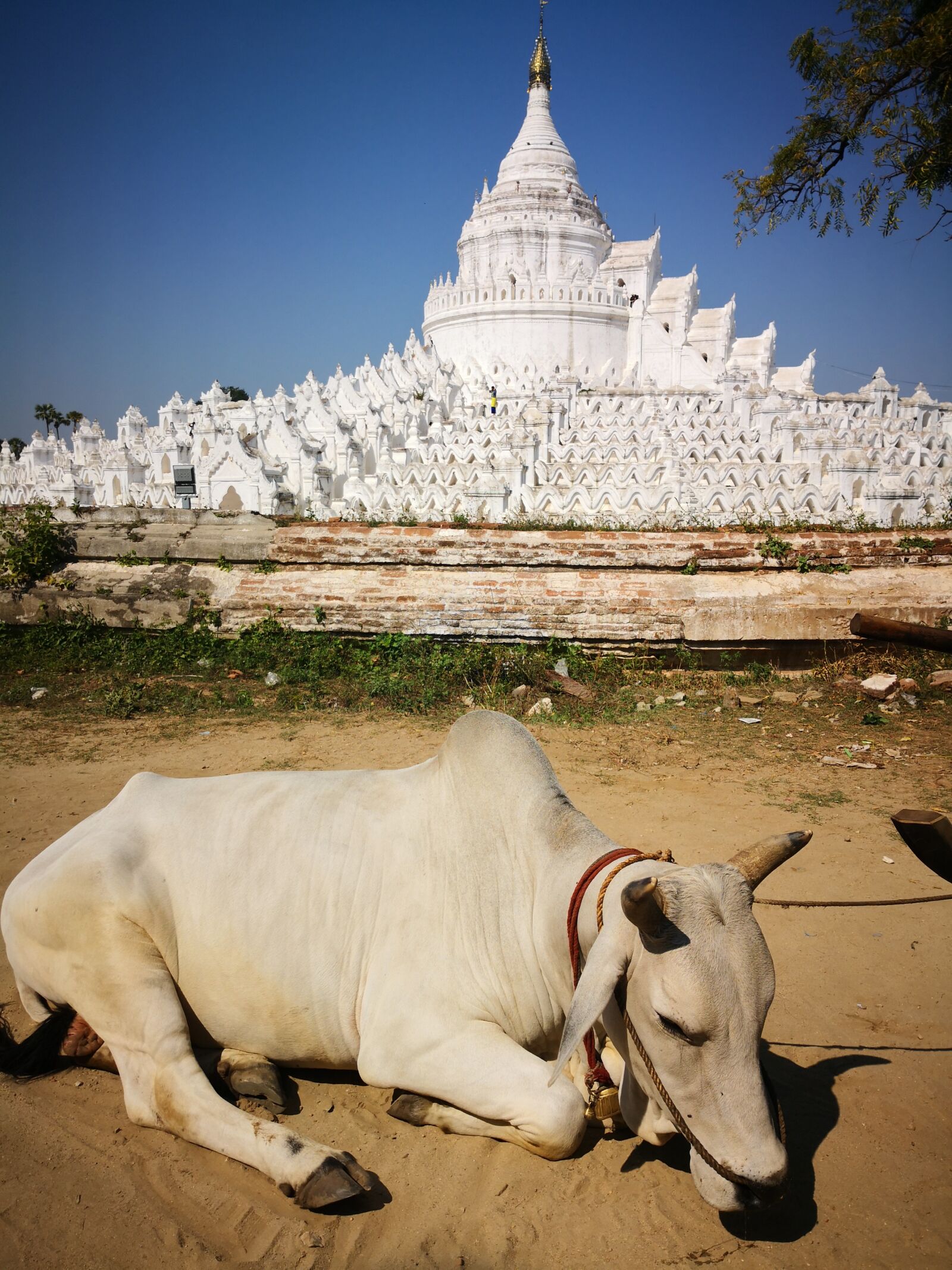 HUAWEI Mate 10 Pro sample photo. Myanmar, zebu, animal photography