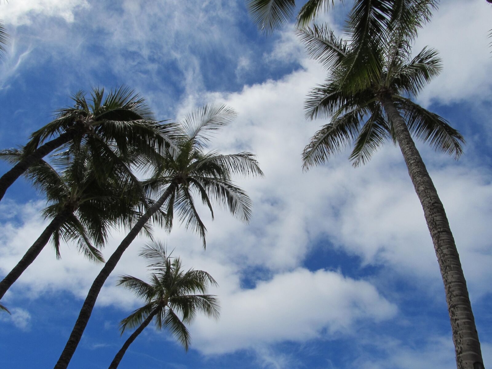 Canon PowerShot SX130 IS sample photo. Palms, palm trees, sky photography
