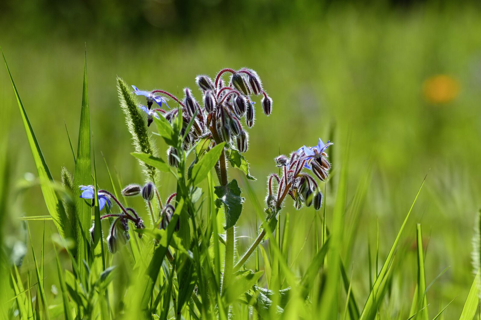 Nikon D3200 sample photo. Borage, plant, meadow photography