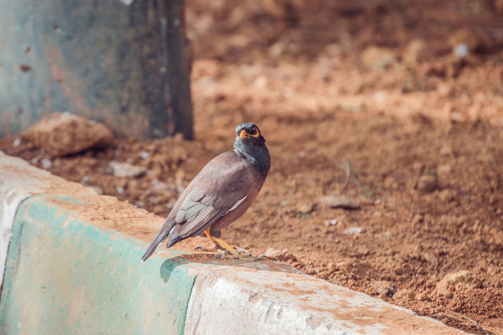 Nikon D3200 sample photo. Bird, botanical, garden photography