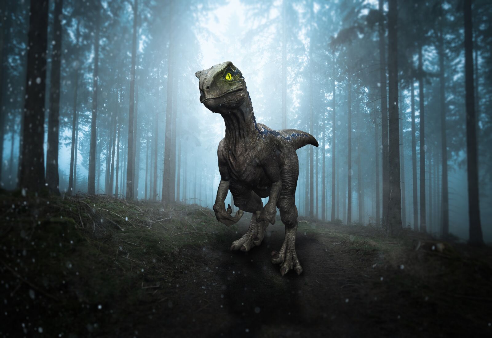 Nikon D5300 sample photo. Photoshop, raptor, predator photography